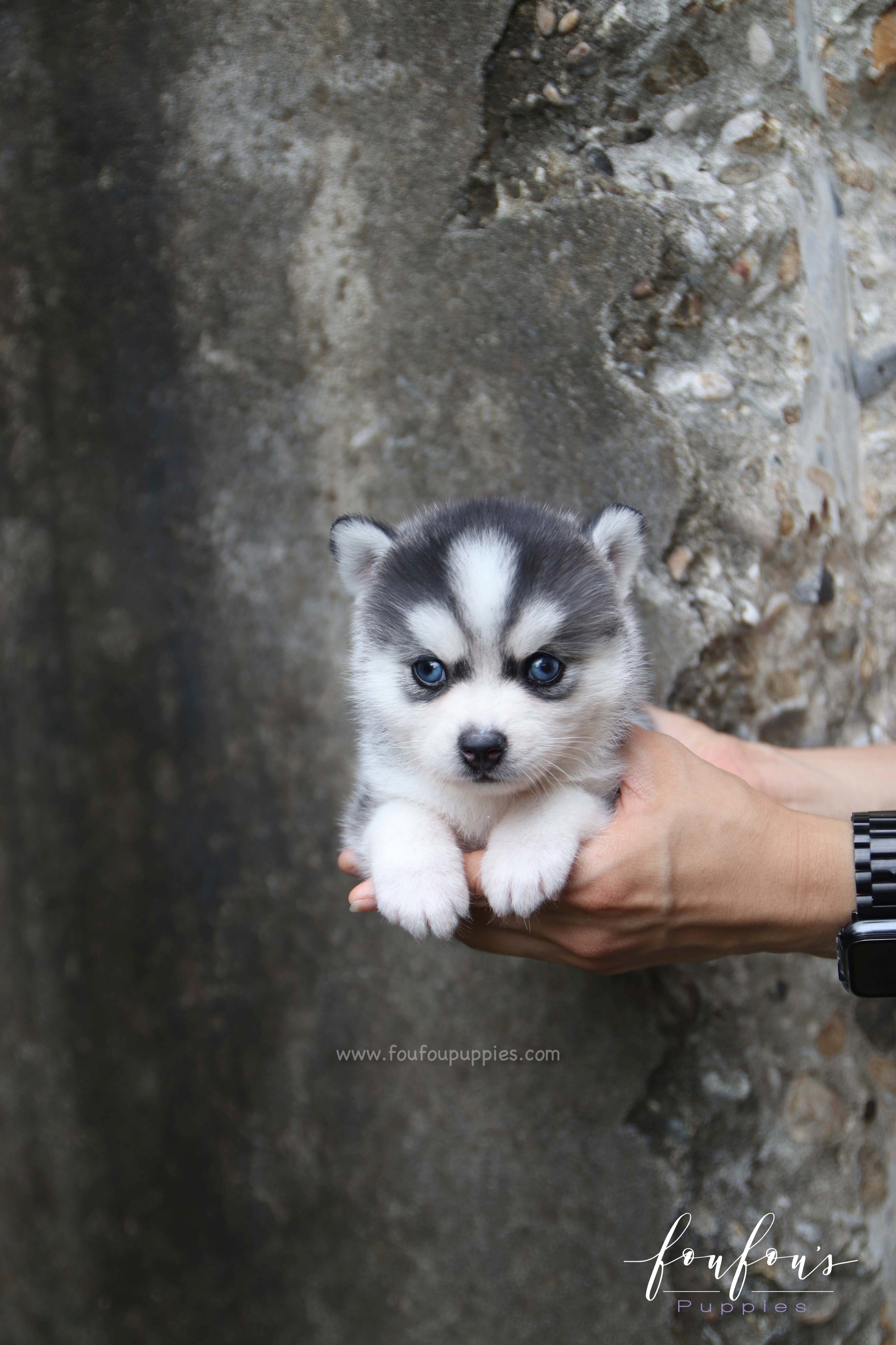 Bali - Pomsky F.