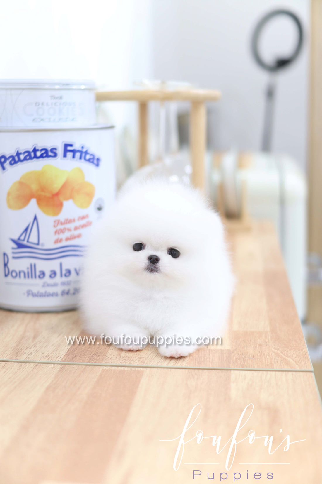 Dior - Pomeranian F.