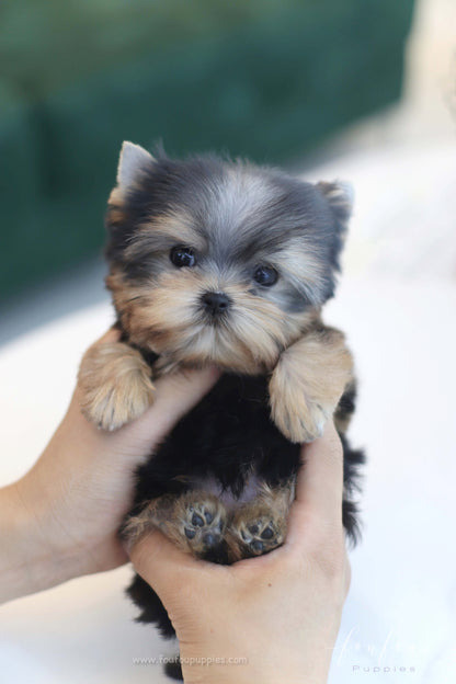 Tinker - Yorkshire Terrier F.