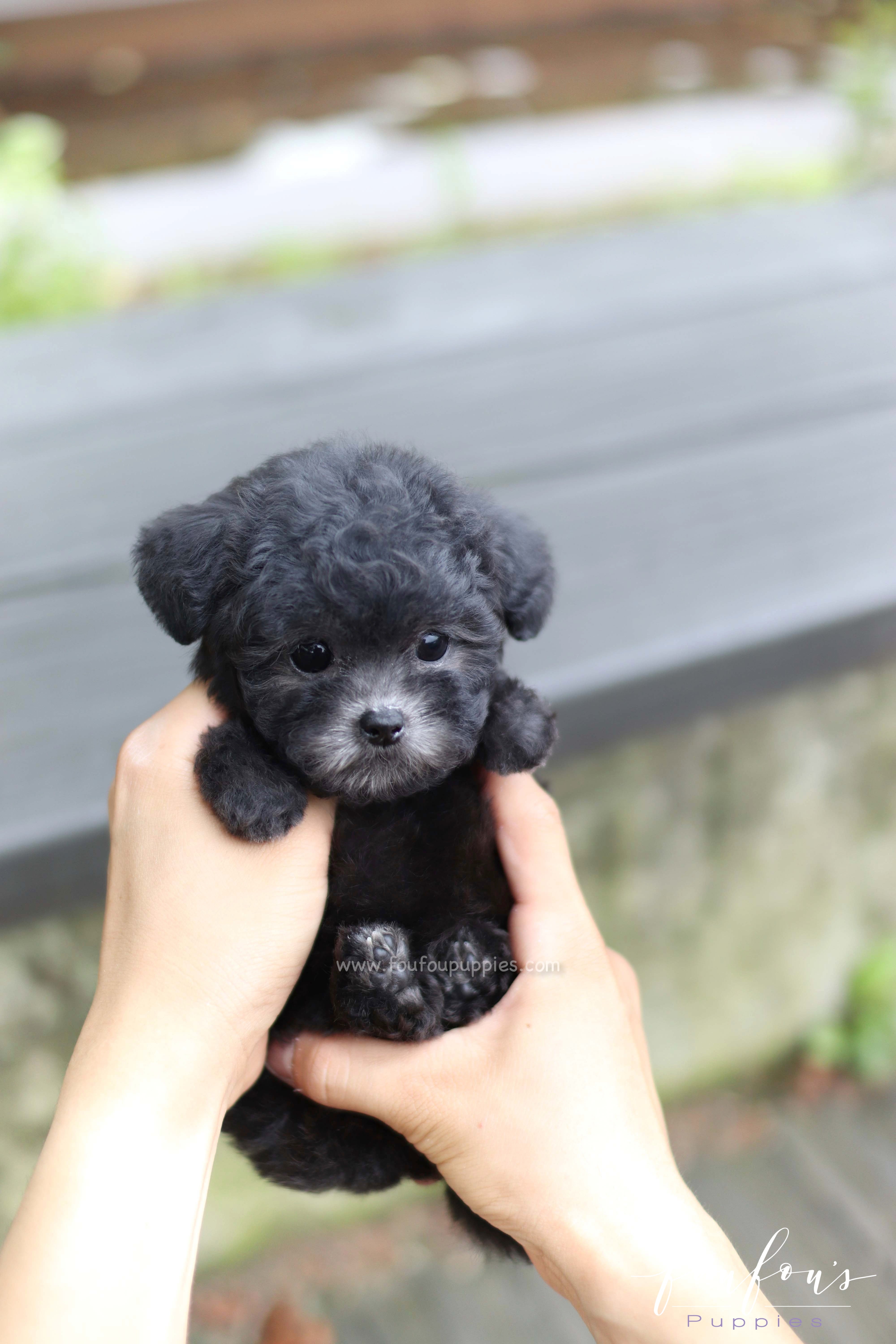 Black toy poodle puppy for sale best sale