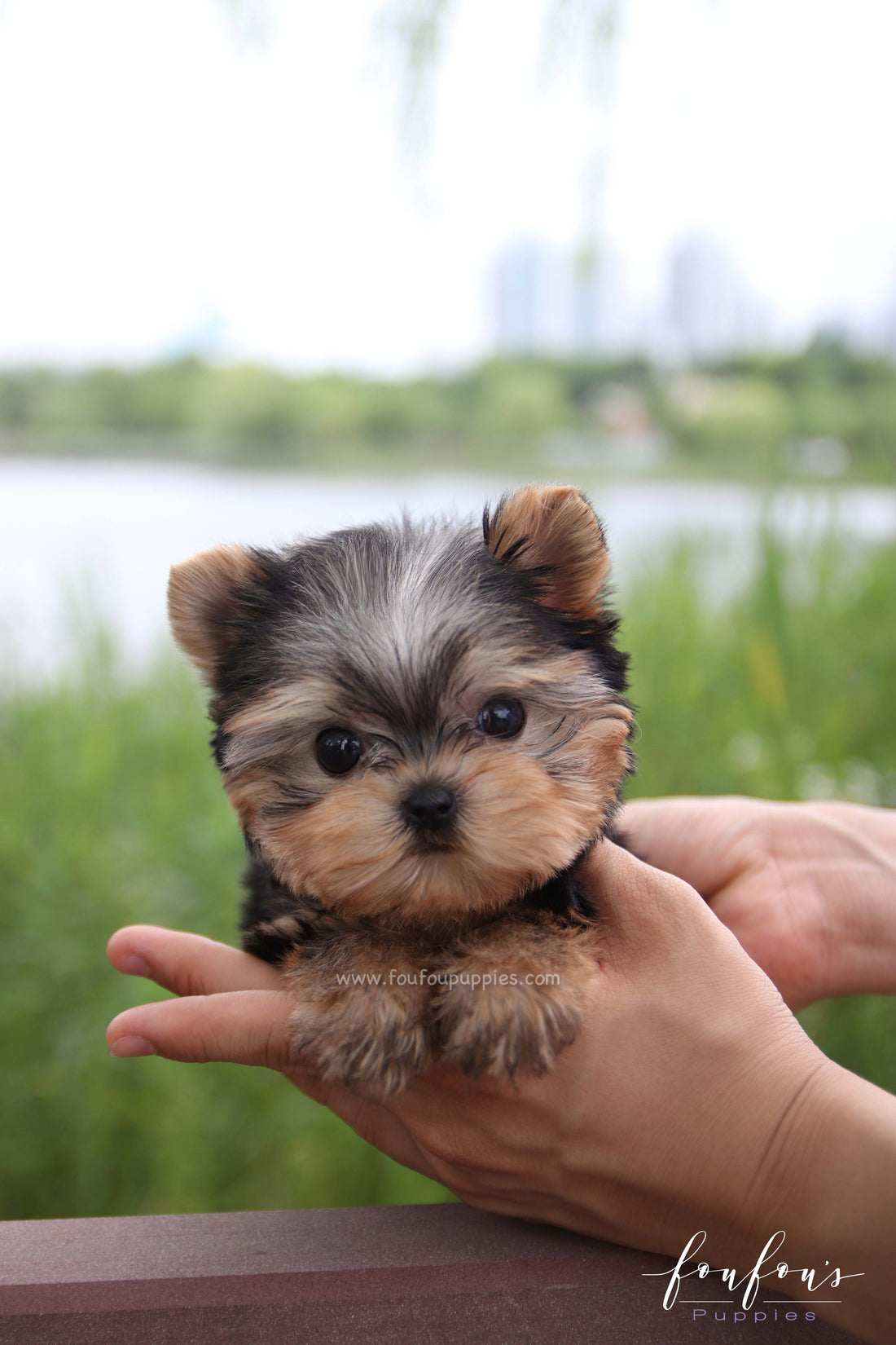 Giulia - Yorkshire Terrier F.