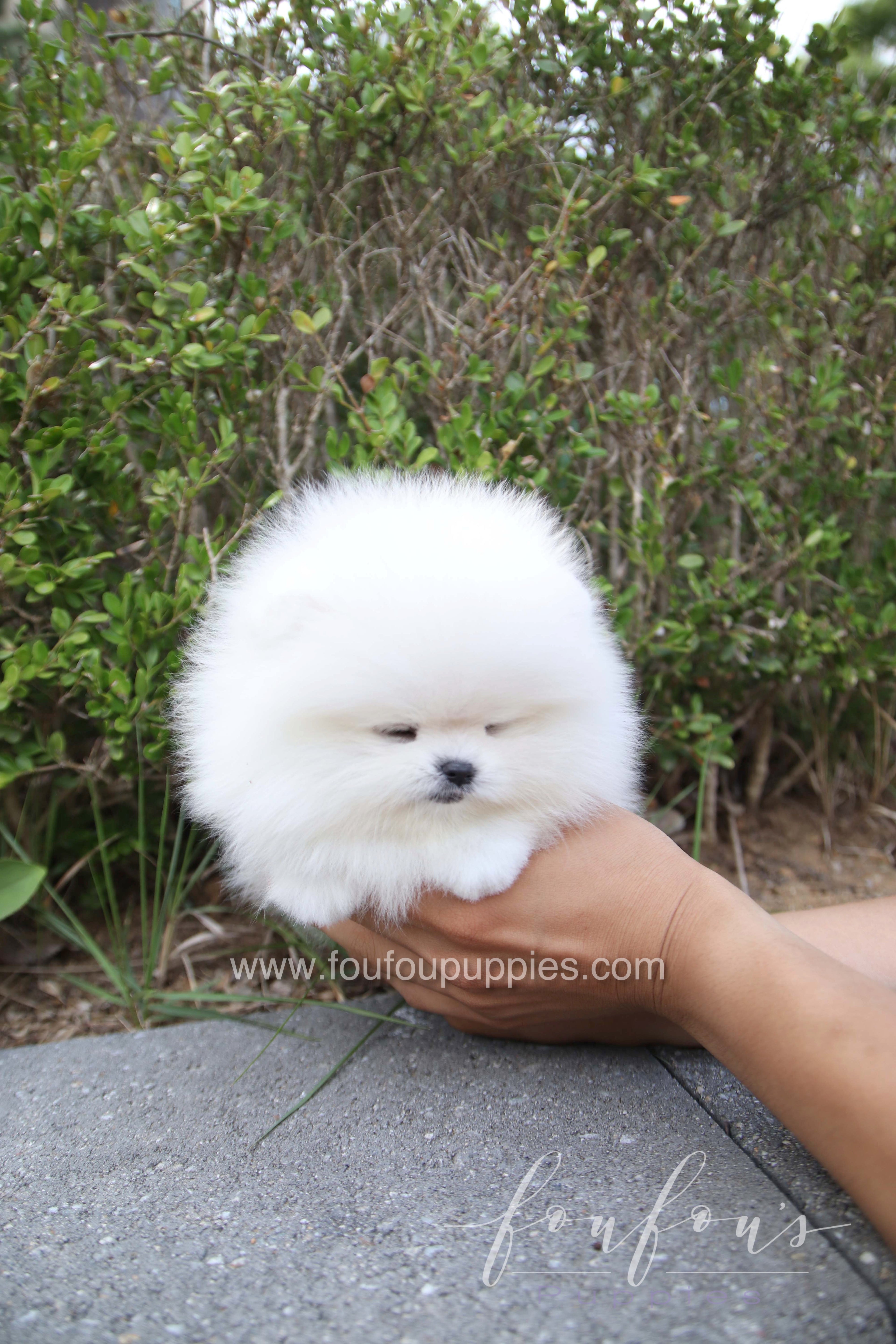 Marshmallow - Pomeranian M.