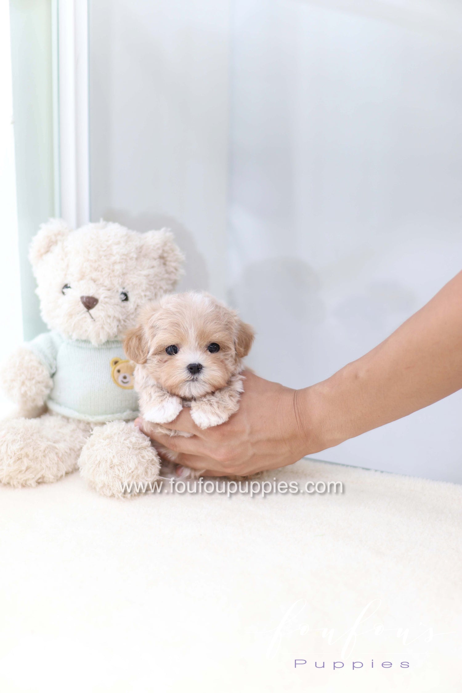 Milena - Maltipoo F.