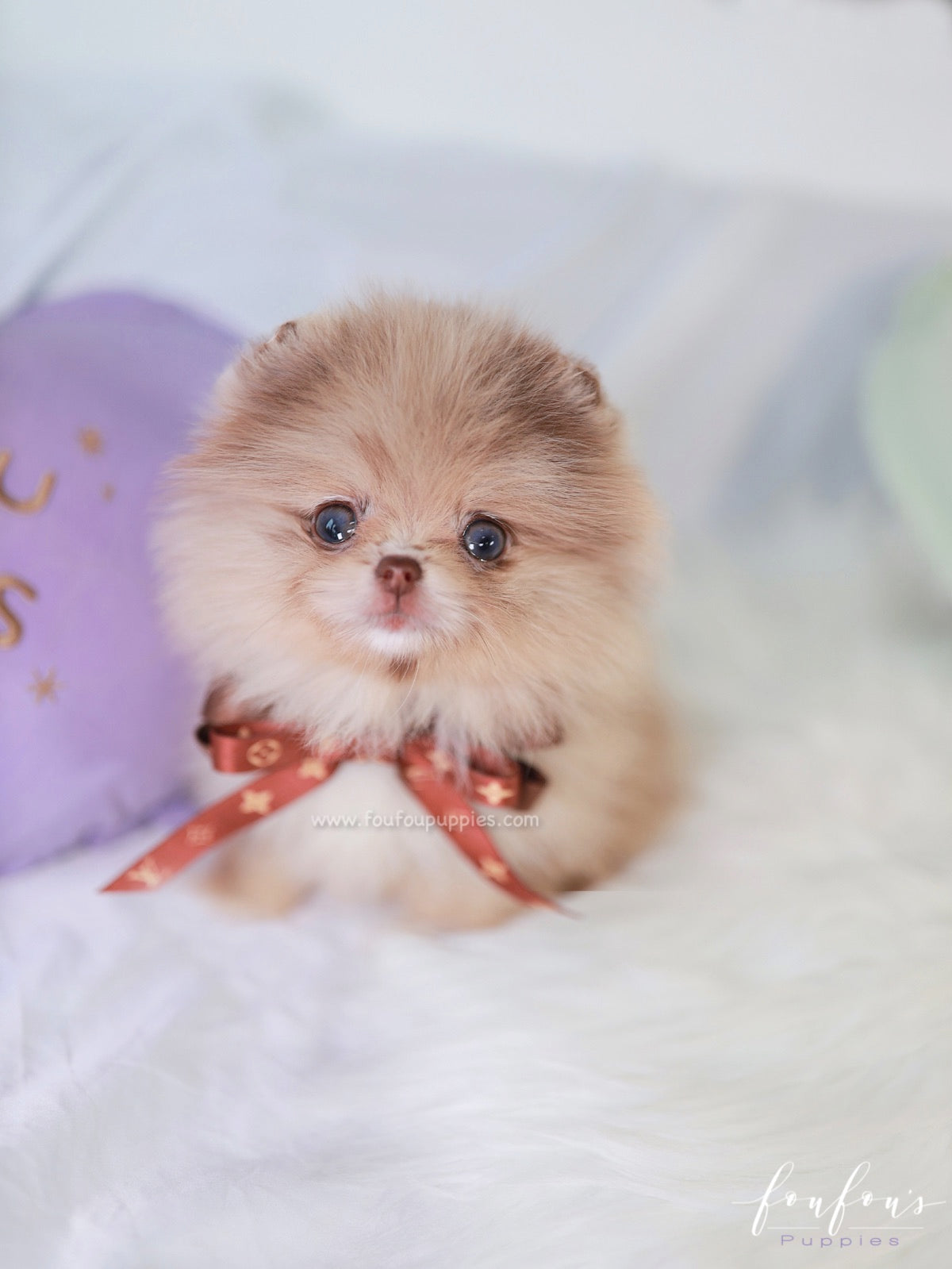 Candy - Pomeranian F.