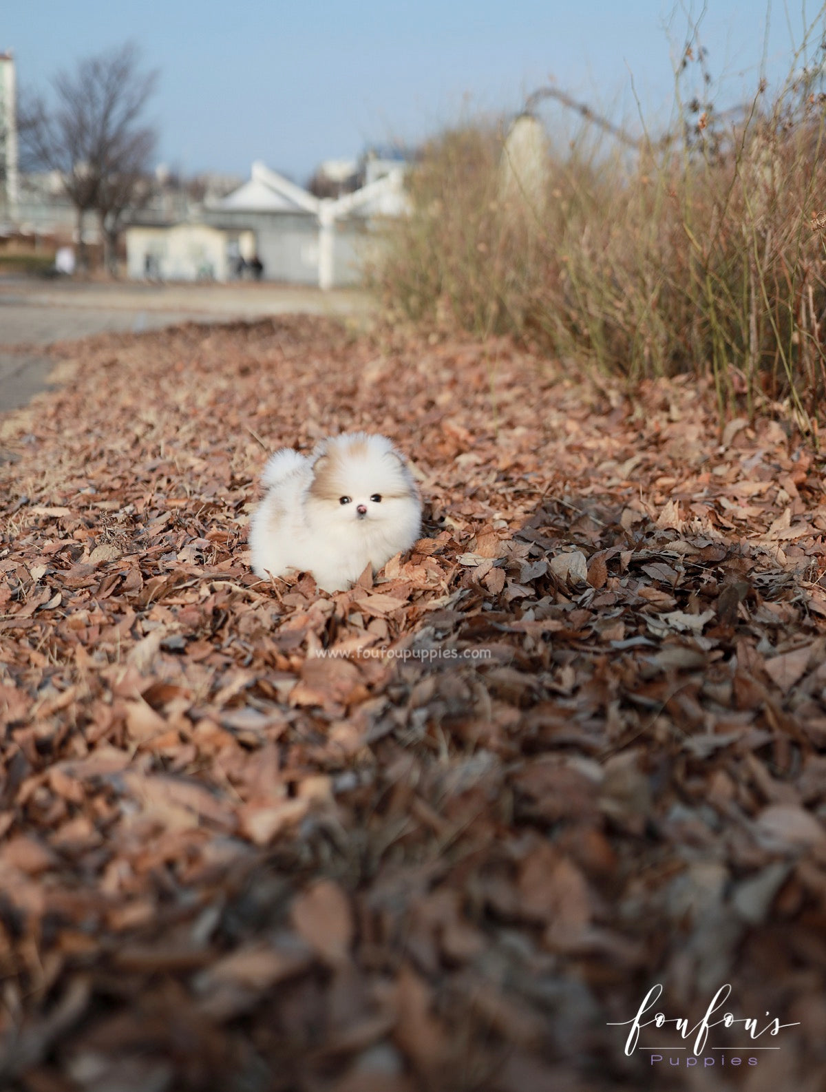 Marbles - Pomeranian F.