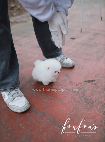 Marshmallow - Pomeranian F.