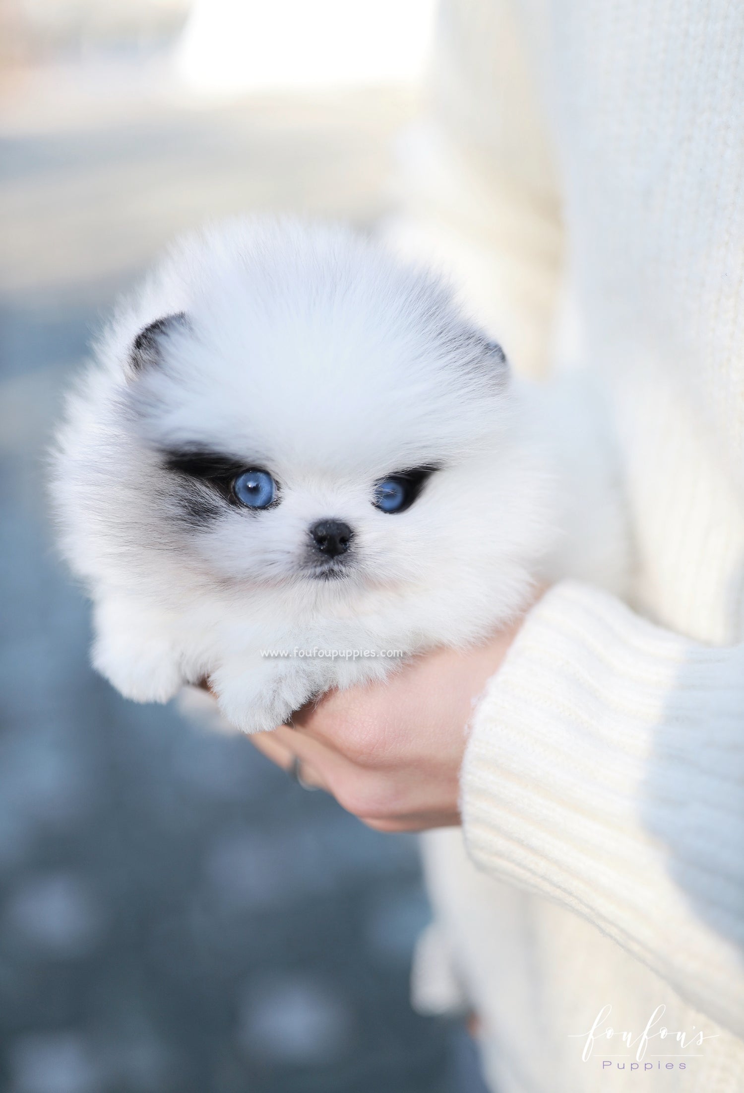 Bleu - Pomeranian M.