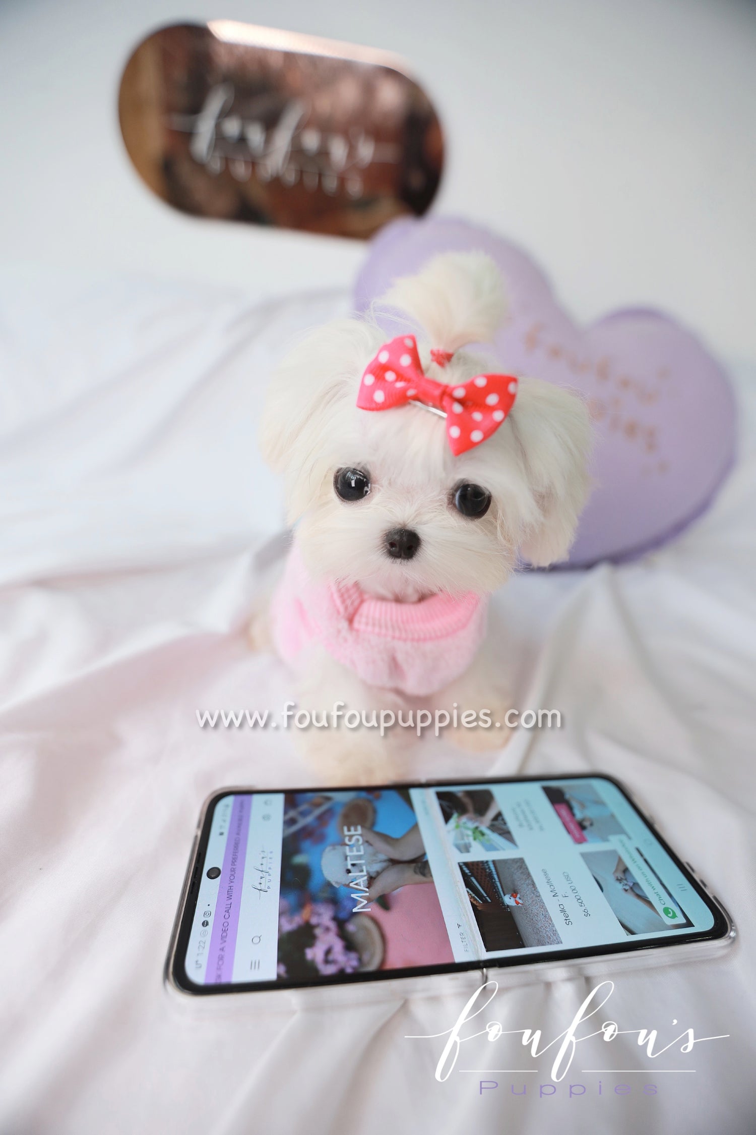 Joy - Maltese F.