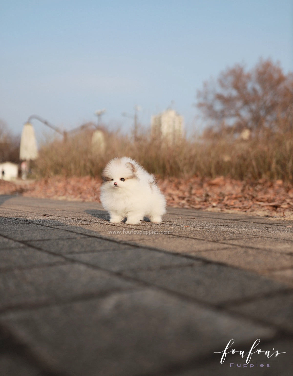 Marbles - Pomeranian F.