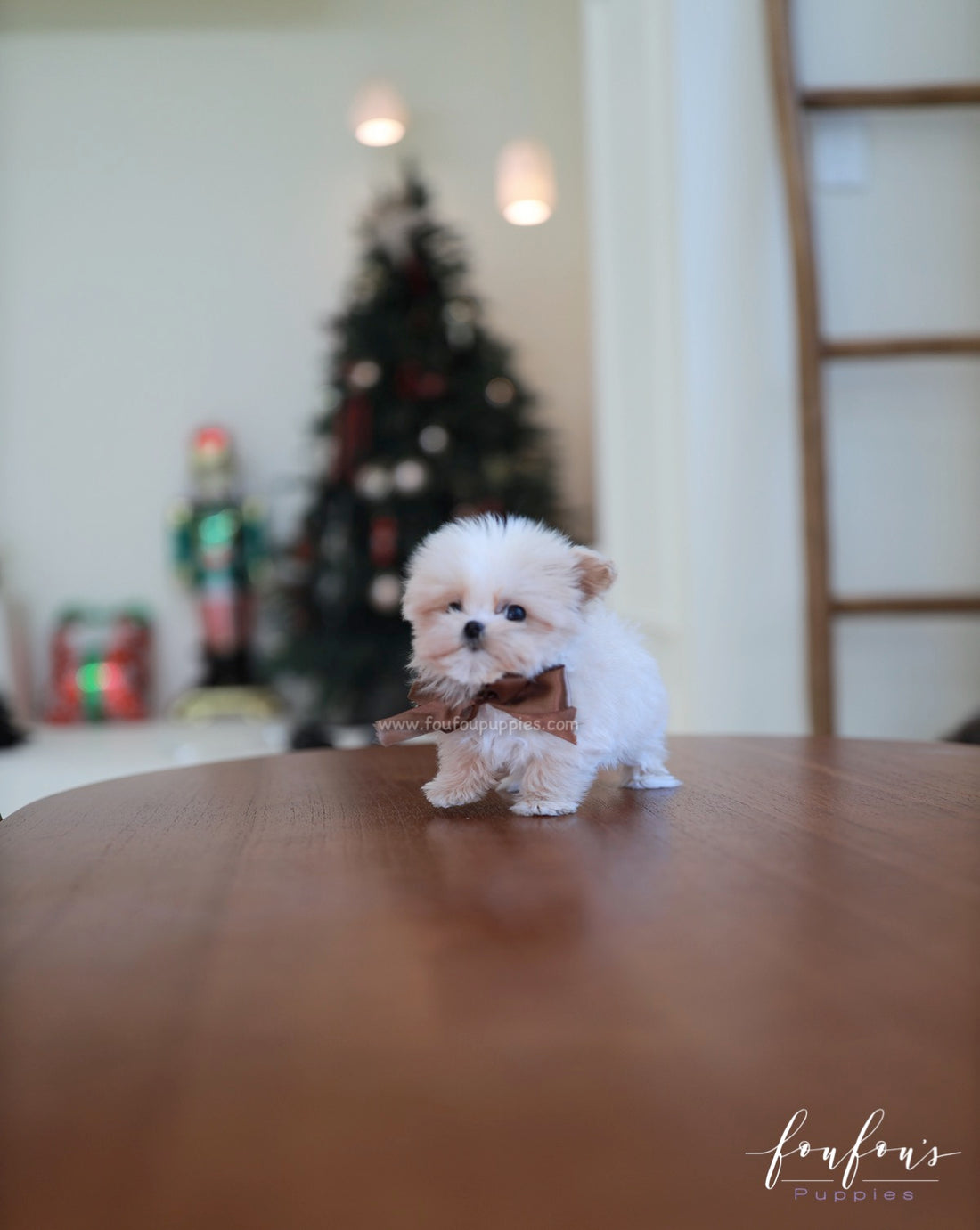 Crème Brulée - Maltipoo F.