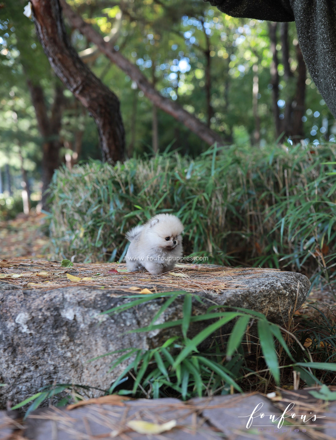 Puffball - Pomeranian M.