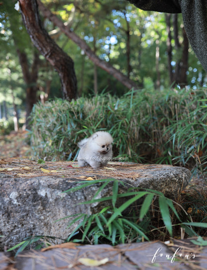 Puffball - Pomeranian M.