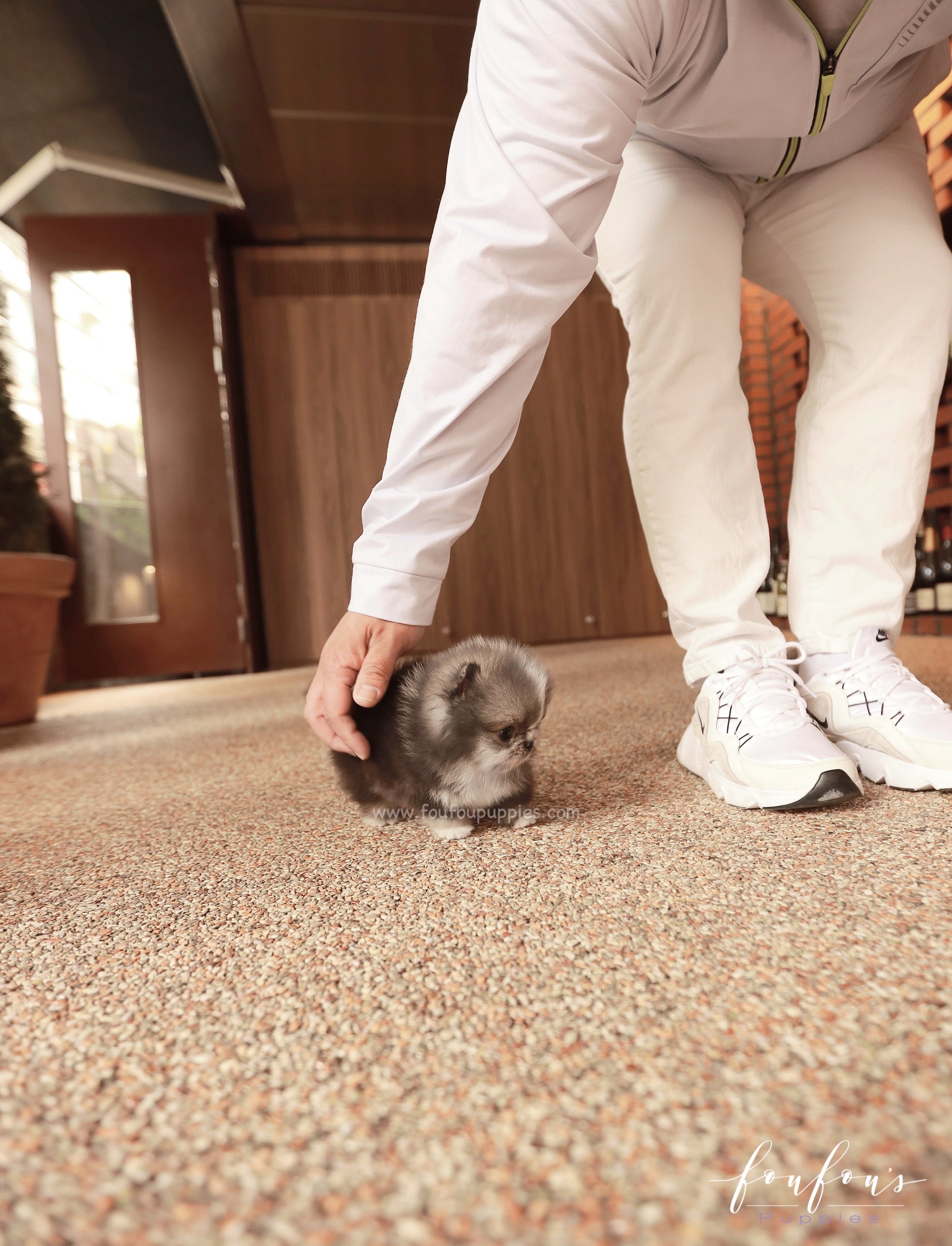 Oreo - Pomeranian M.