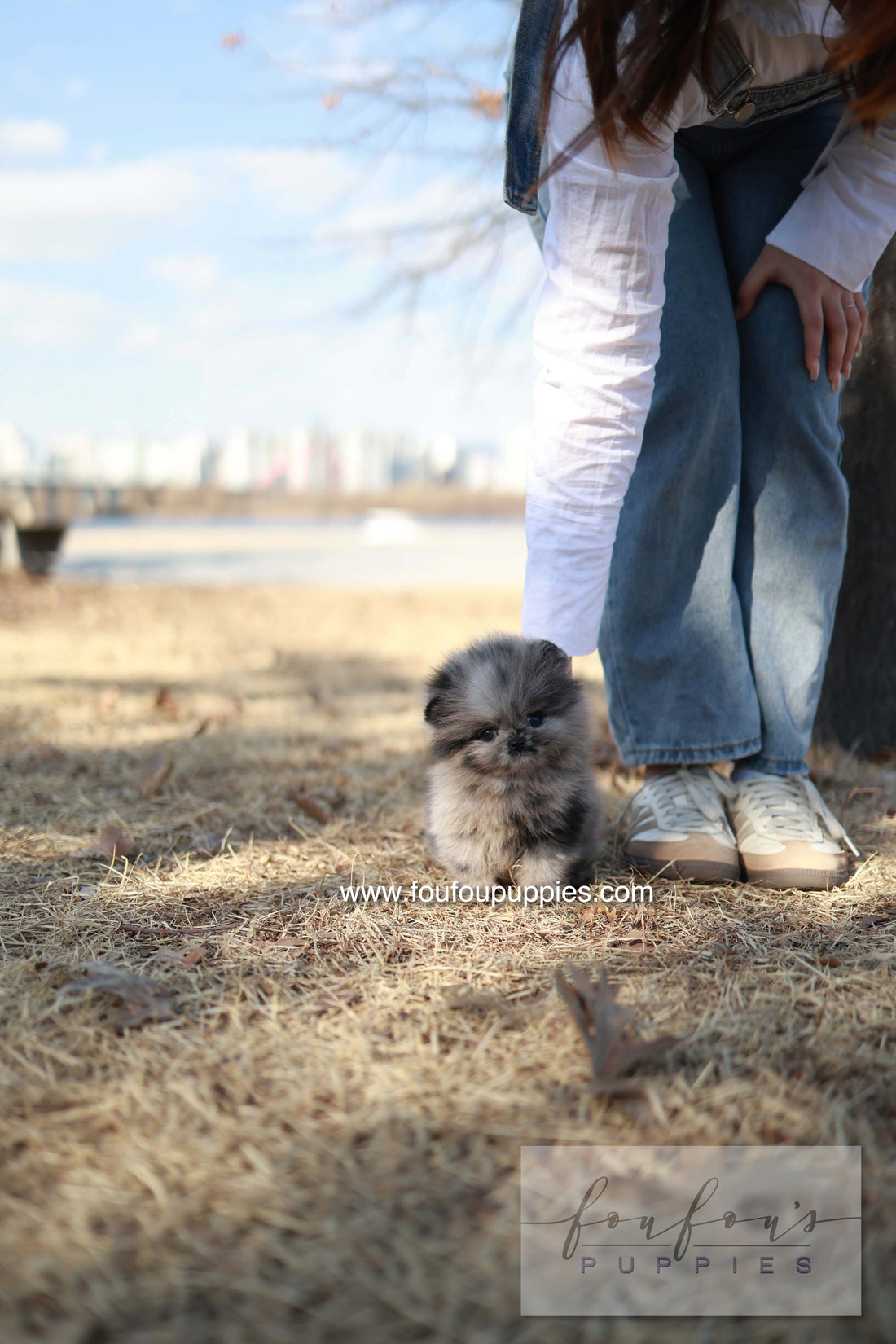 Mushy - Pomeranian M.