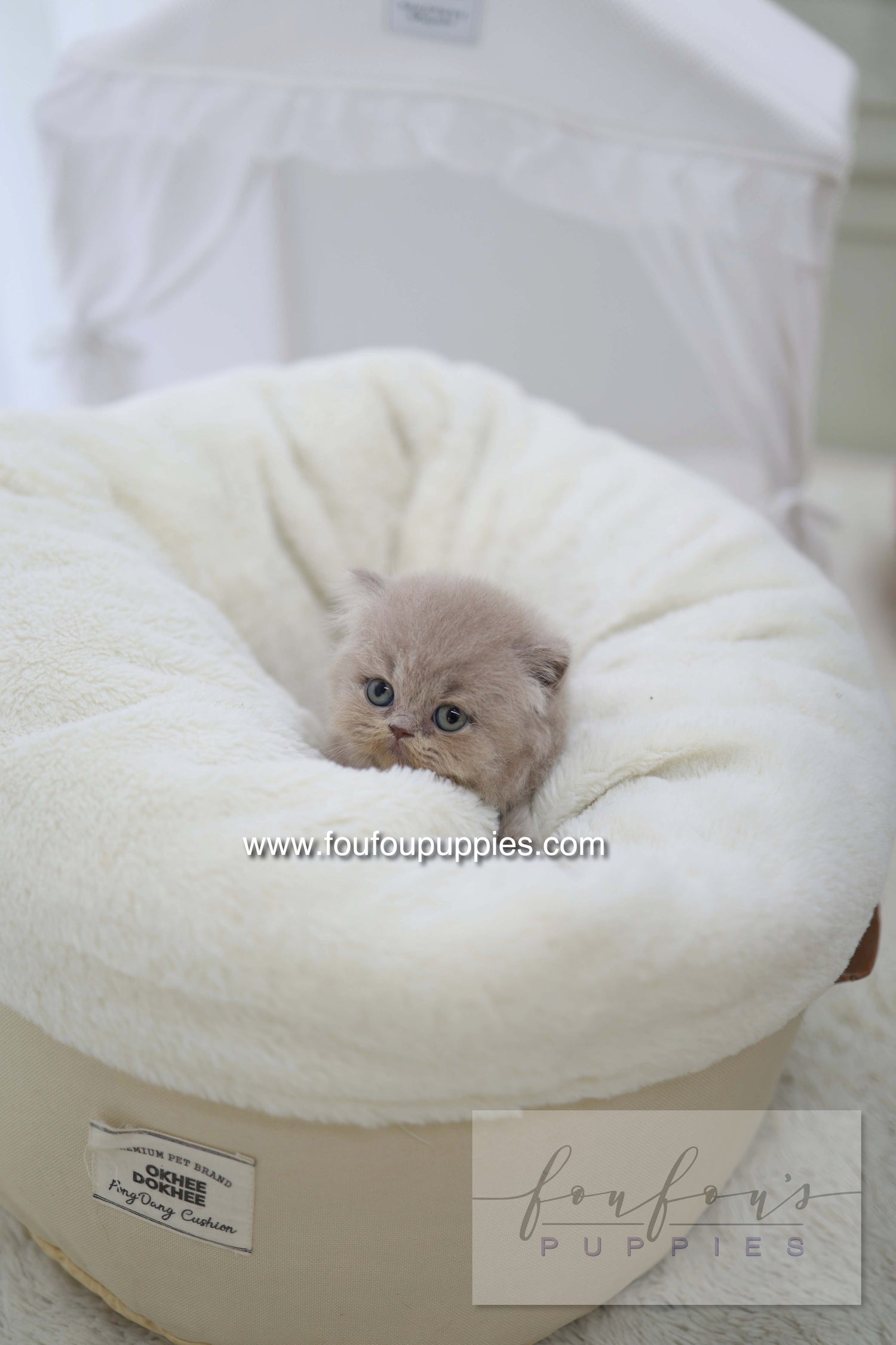 Leo - British Short-Hair M.