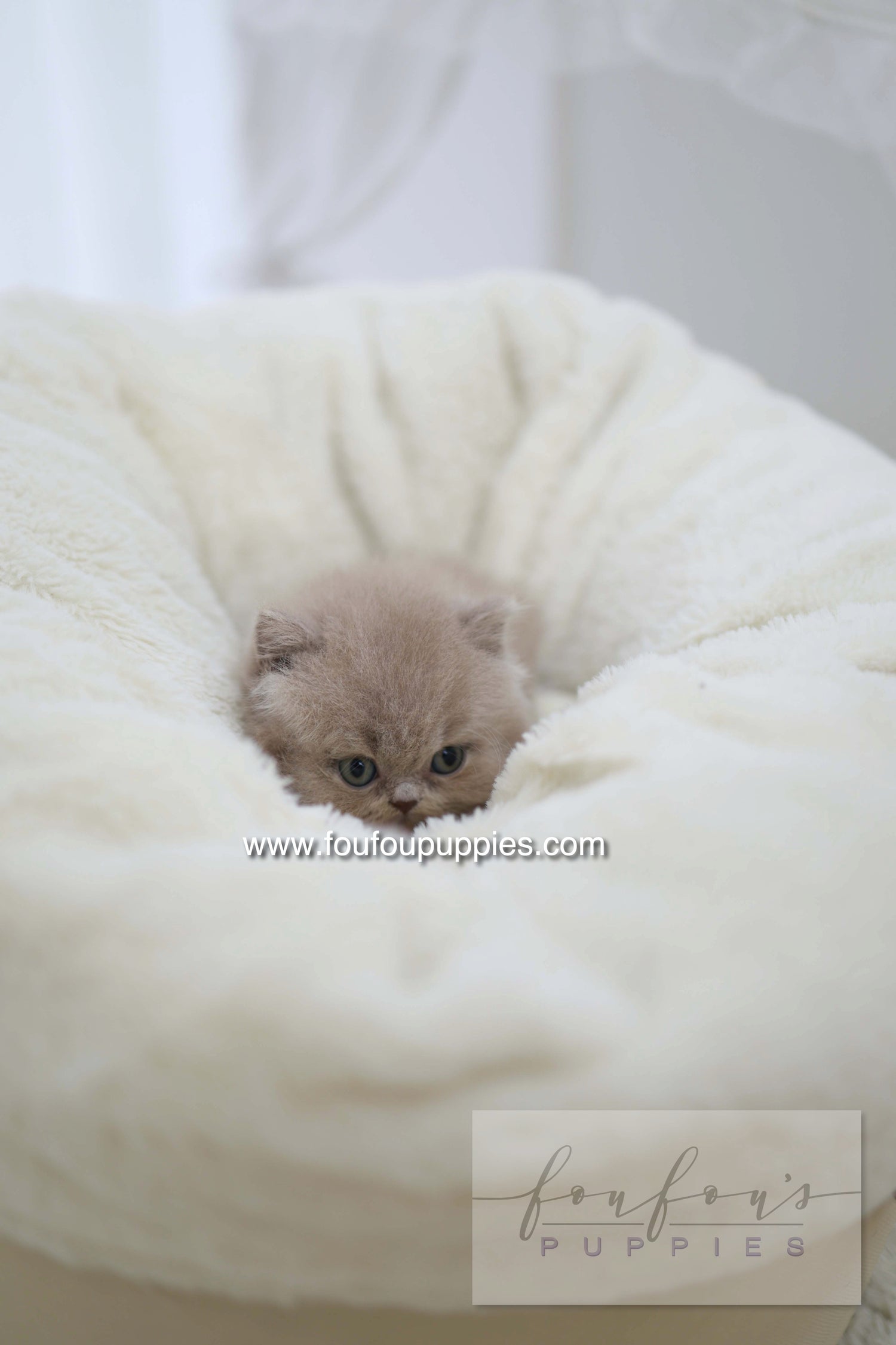 Leo - British Short-Hair M.