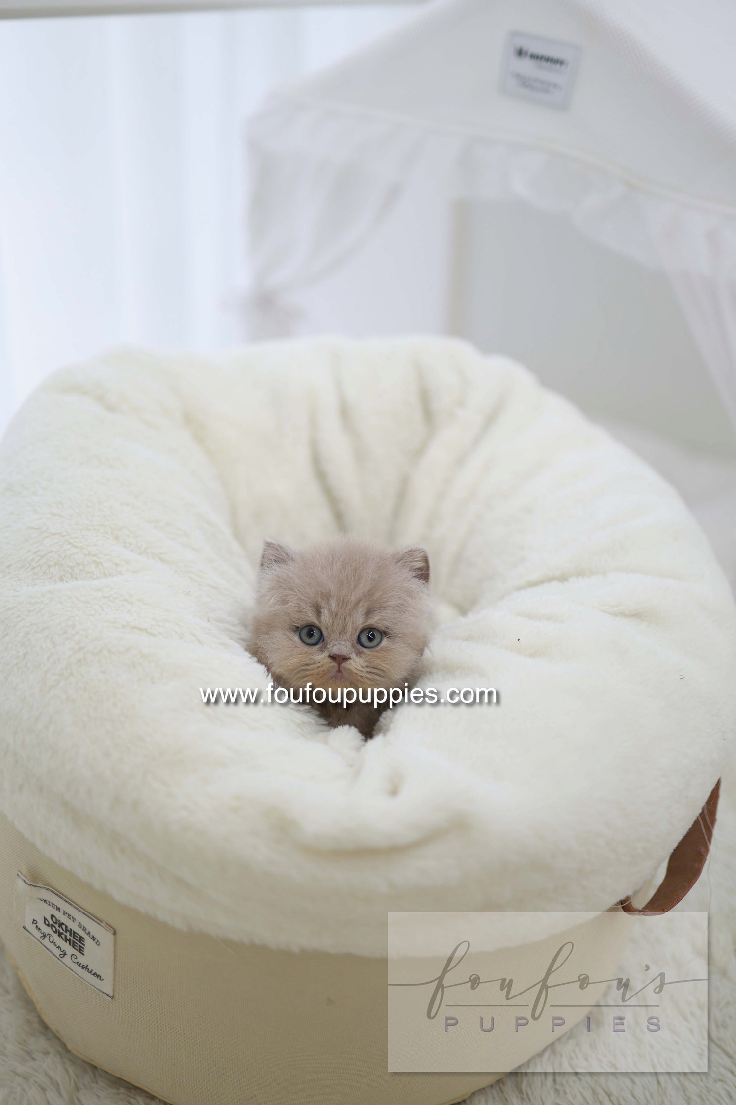 Leo - British Short-Hair M.