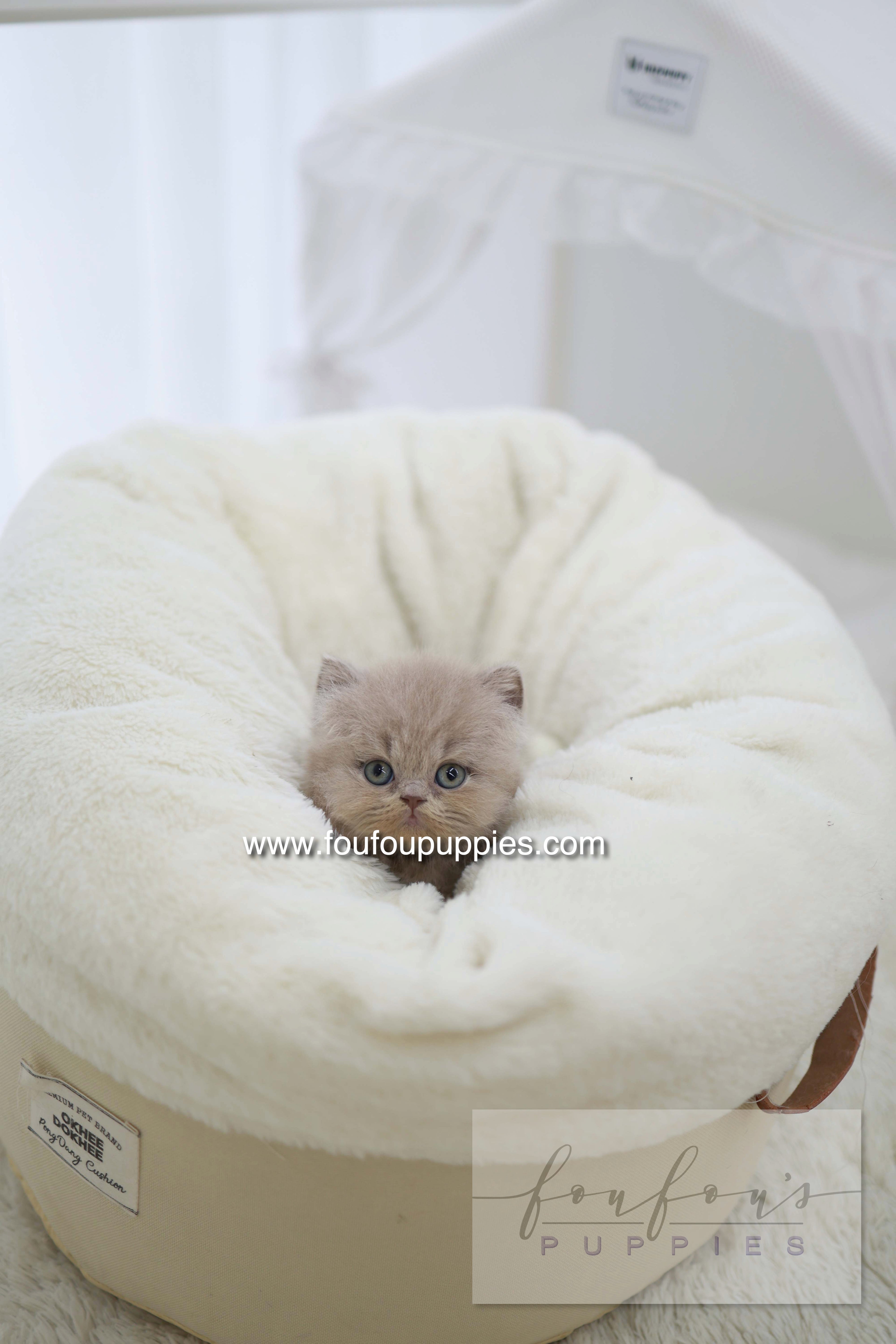 Leo - British Short-Hair M.