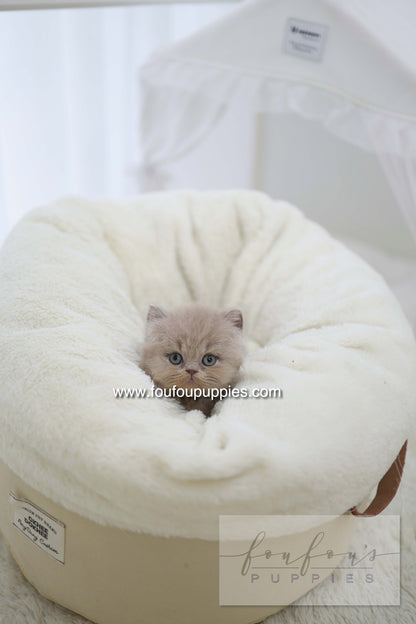 Leo - British Short-Hair M.