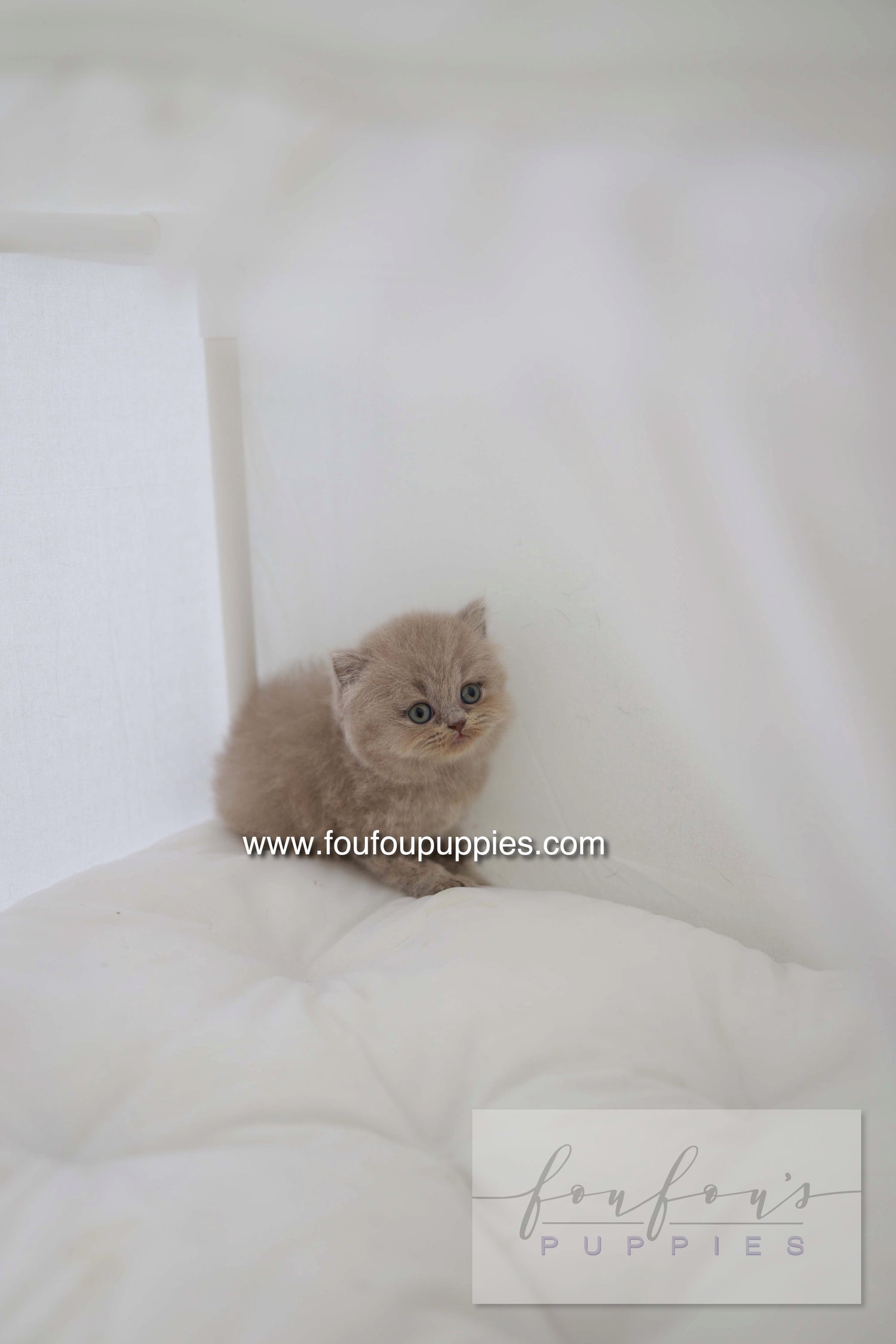 Leo - British Short-Hair M.