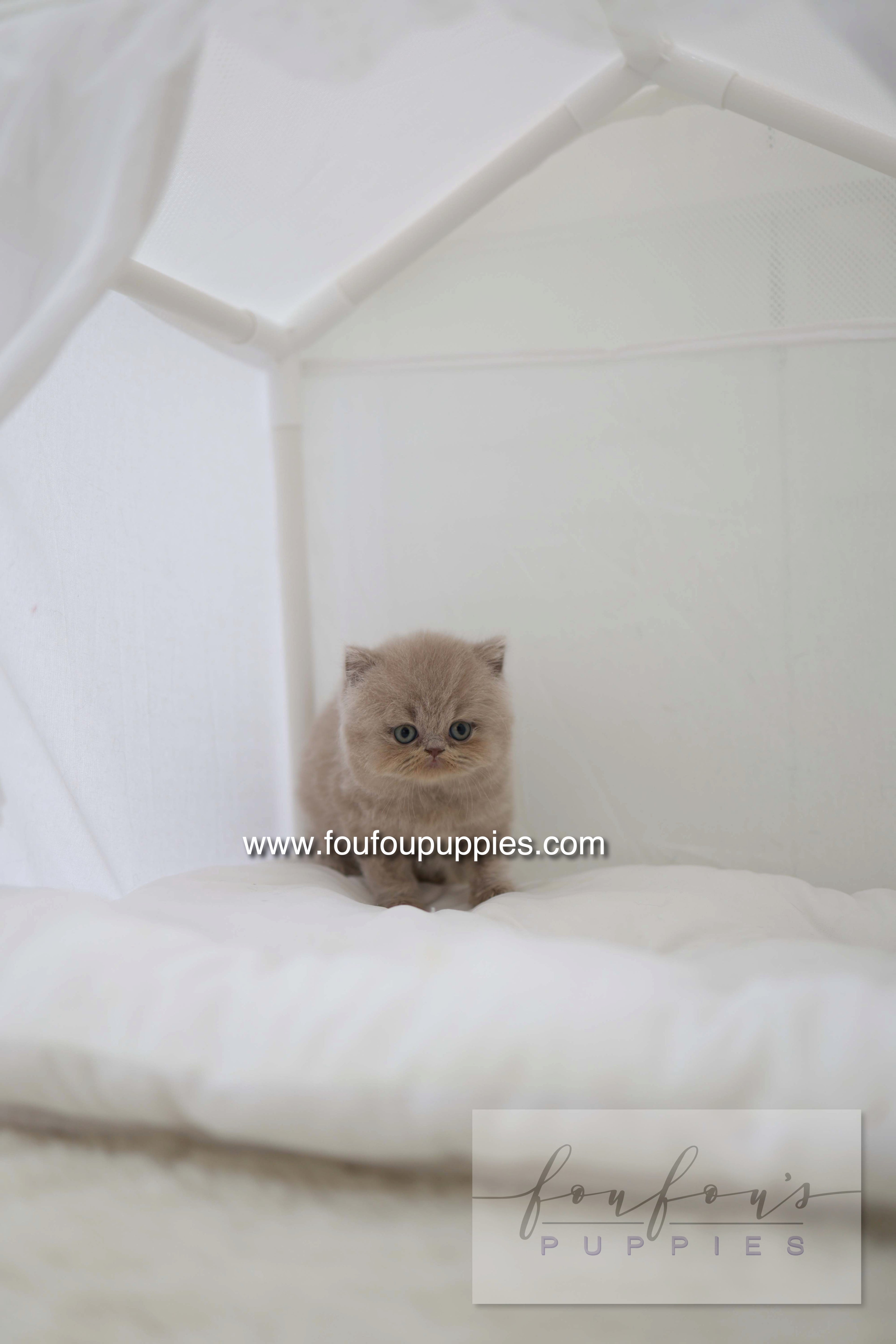 Leo - British Short-Hair M.