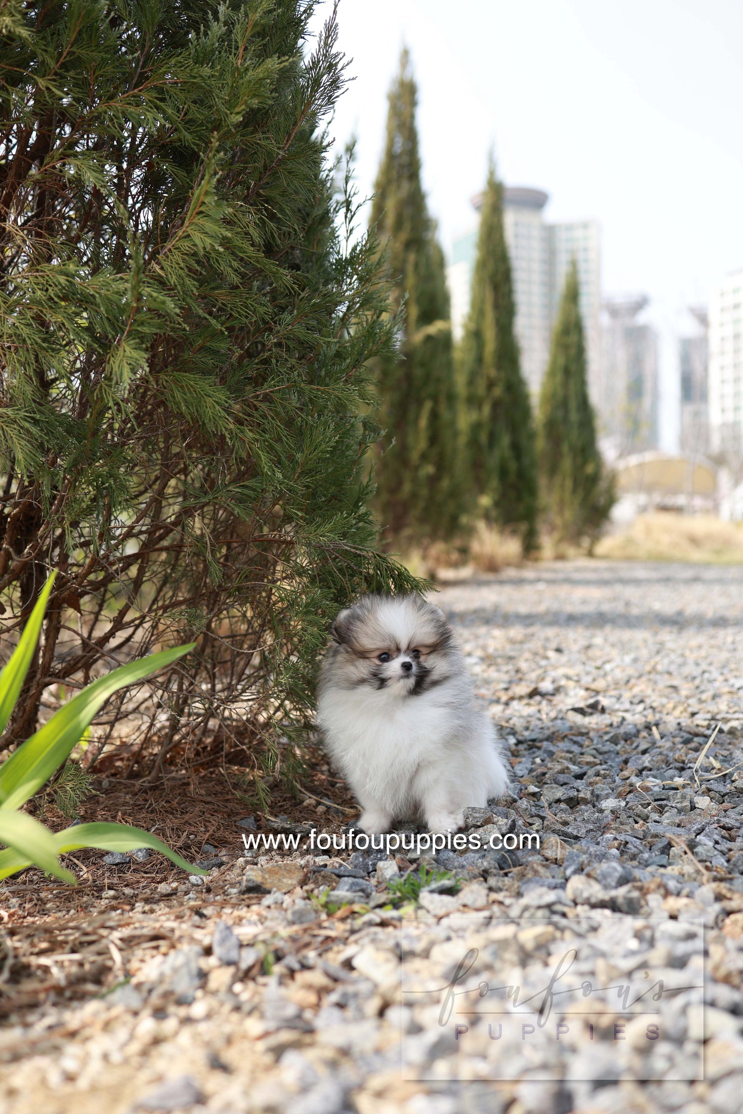 Bambi - Pomeranian F.