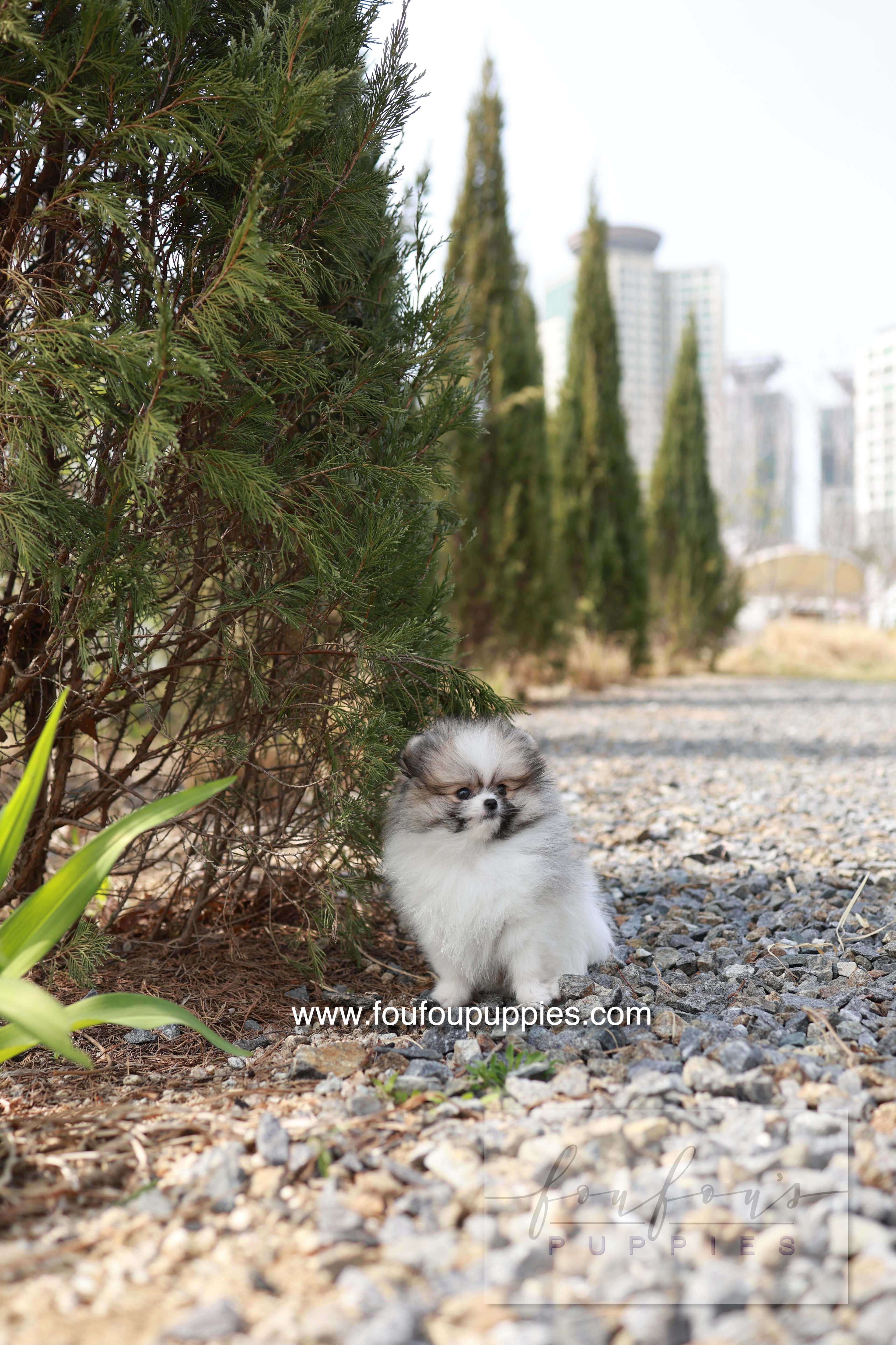 Bambi - Pomeranian F.