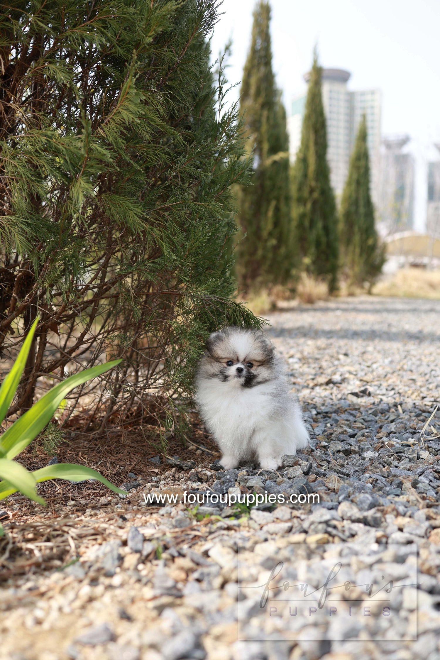 Bambi - Pomeranian F.