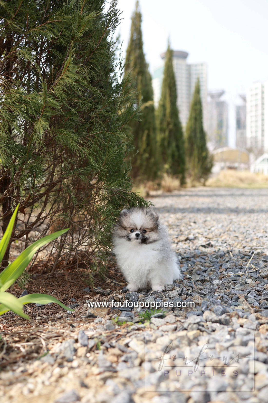 Bambi - Pomeranian F.
