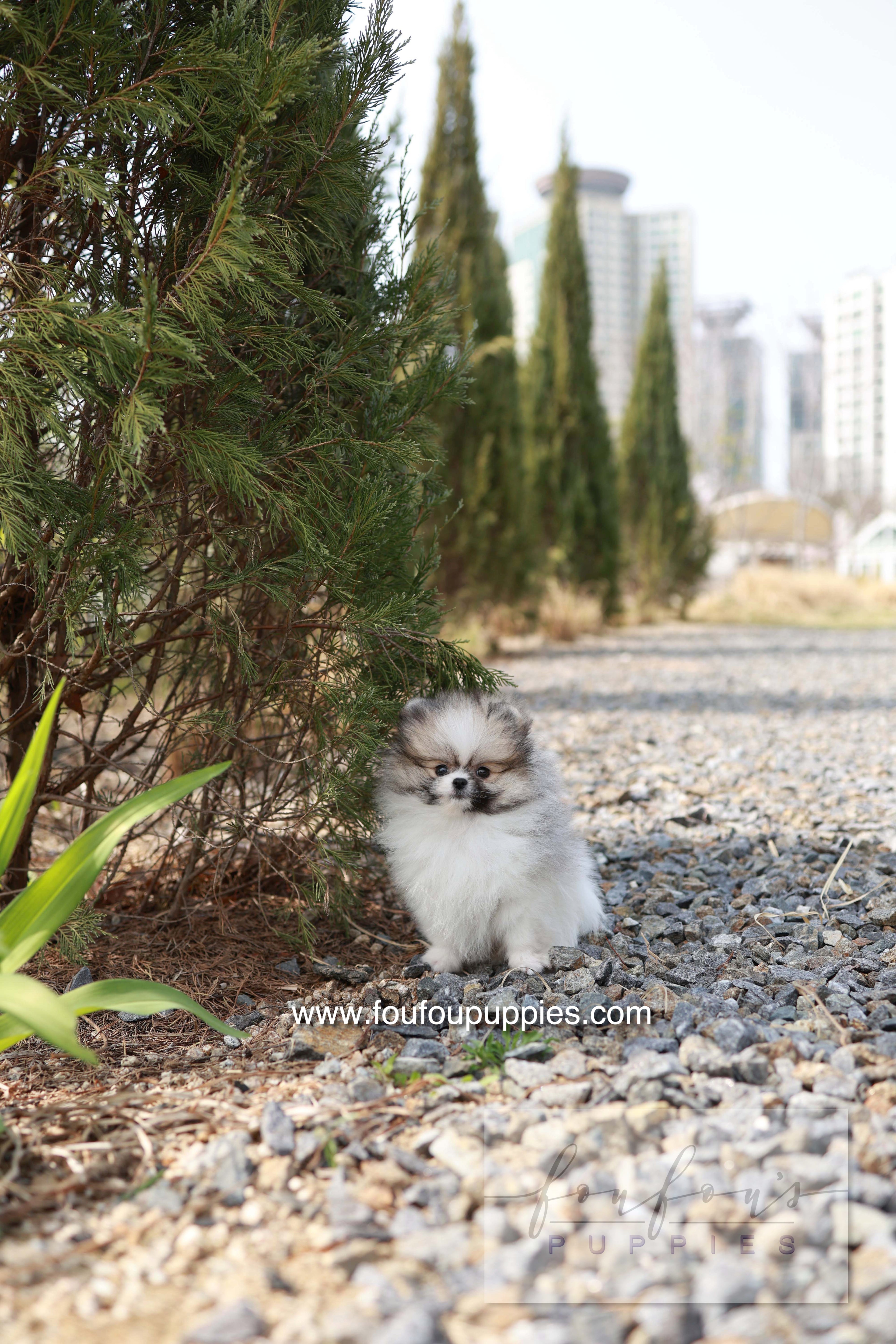 Bambi - Pomeranian F.