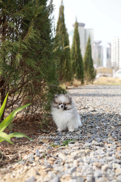 Bambi - Pomeranian F.