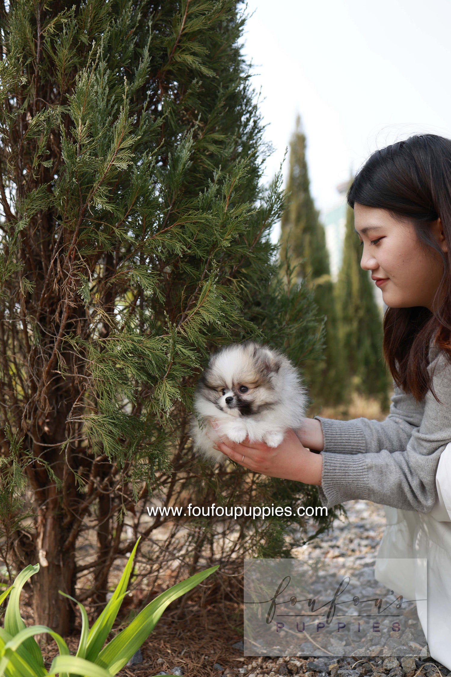 Bambi - Pomeranian F.