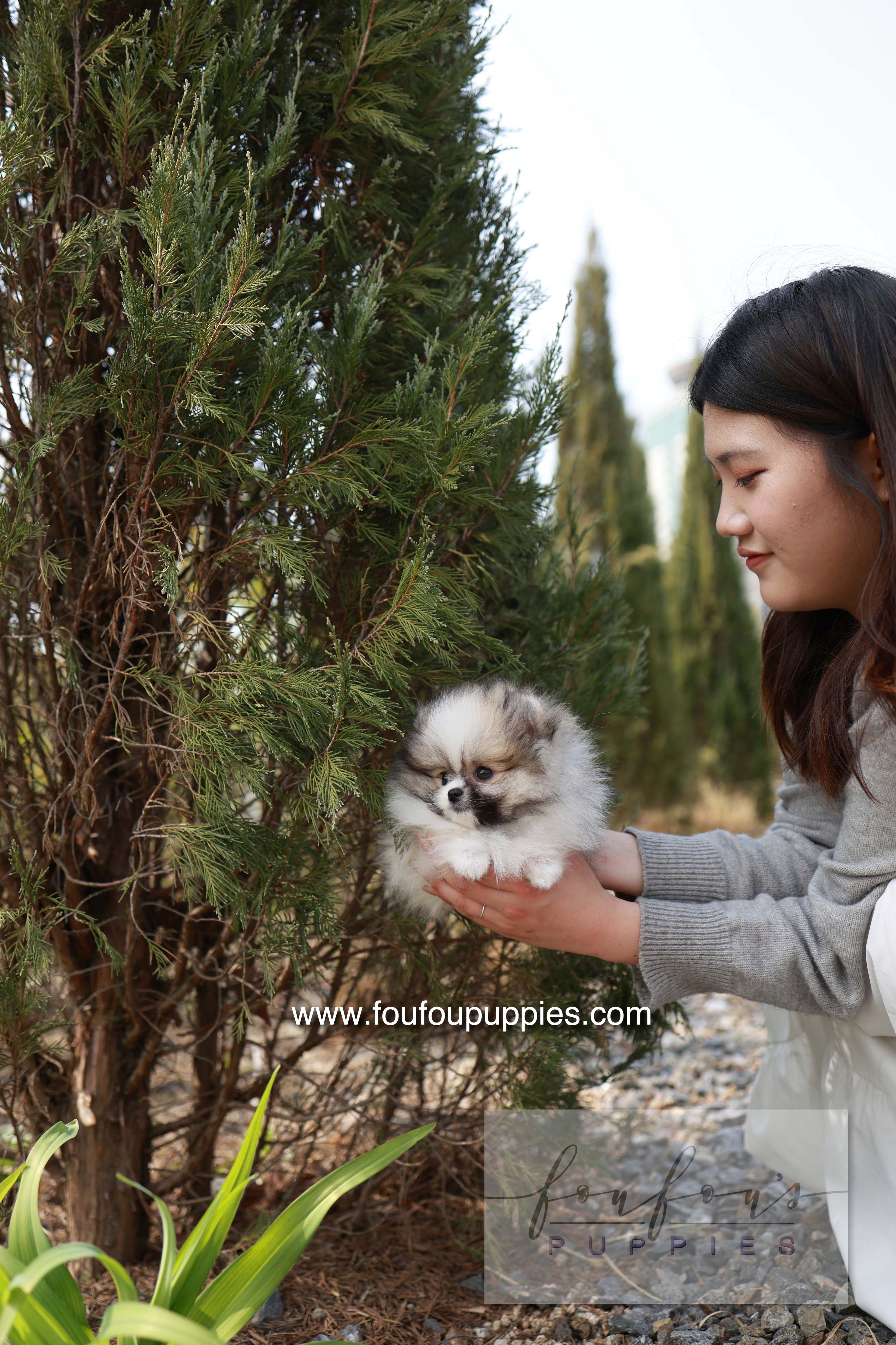 Bambi - Pomeranian F.