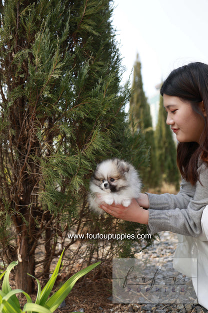 Bambi - Pomeranian F.