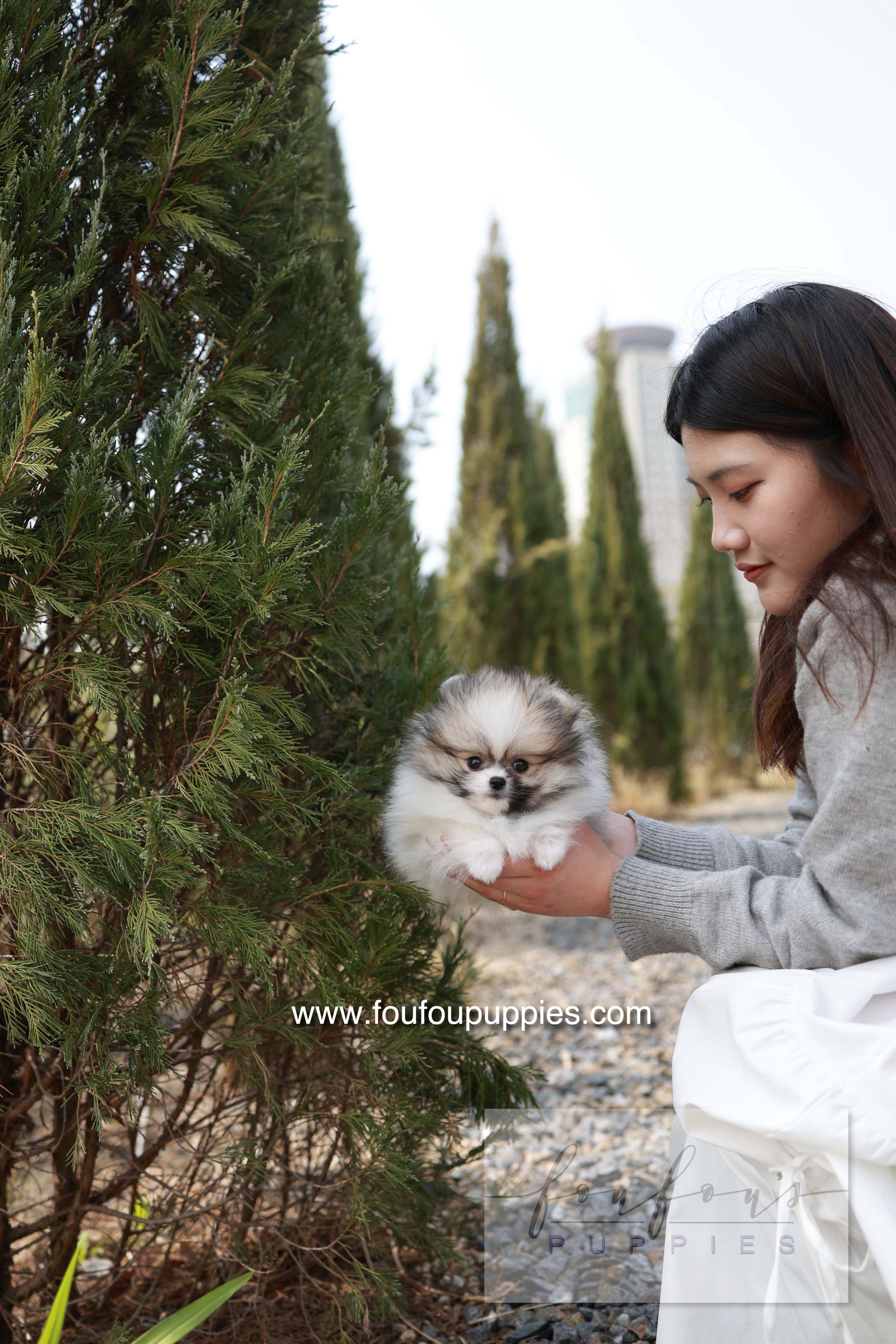 Bambi - Pomeranian F.