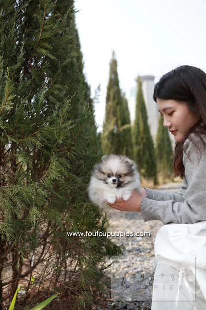 Bambi - Pomeranian F.