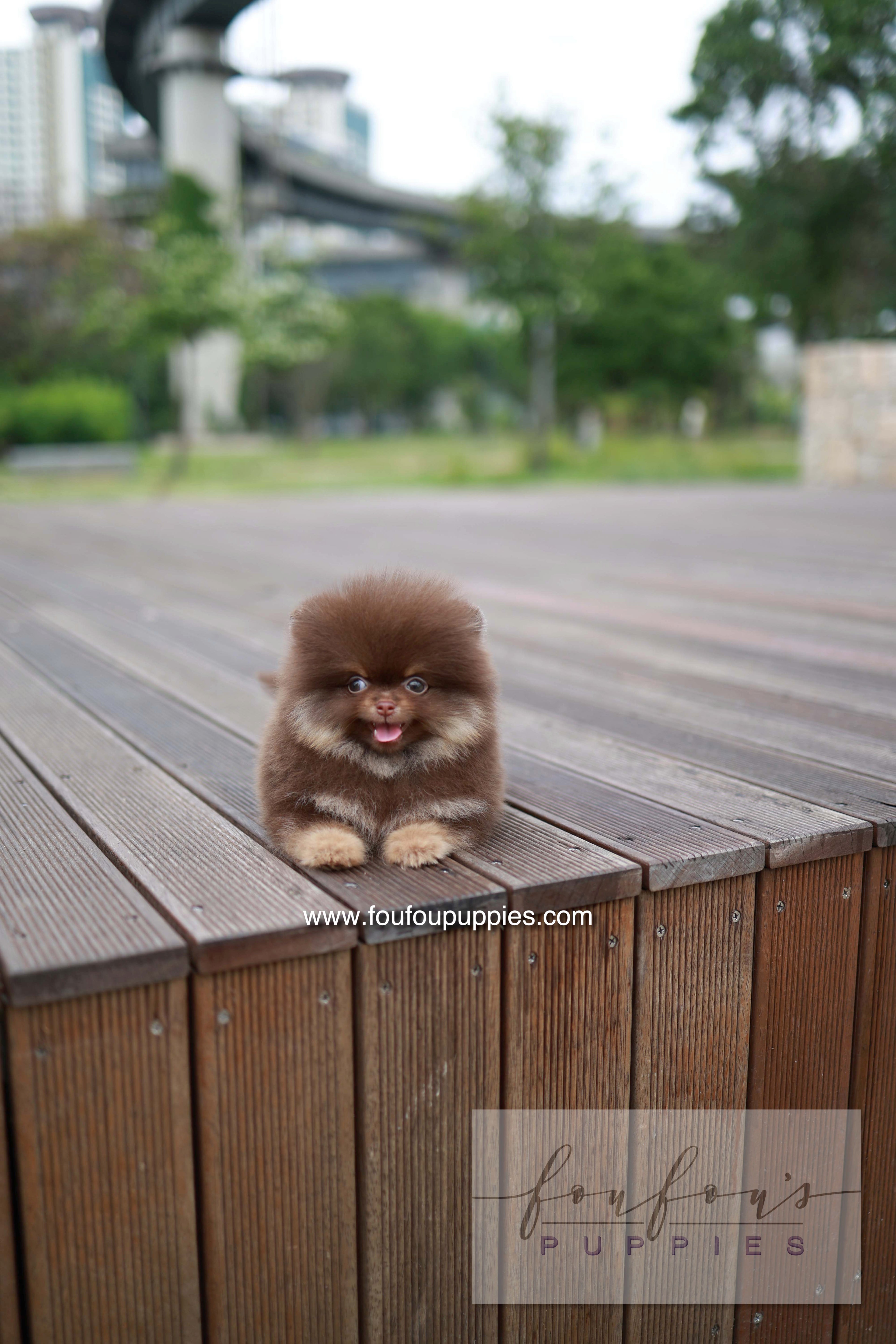 Nemo - Pomeranian M.