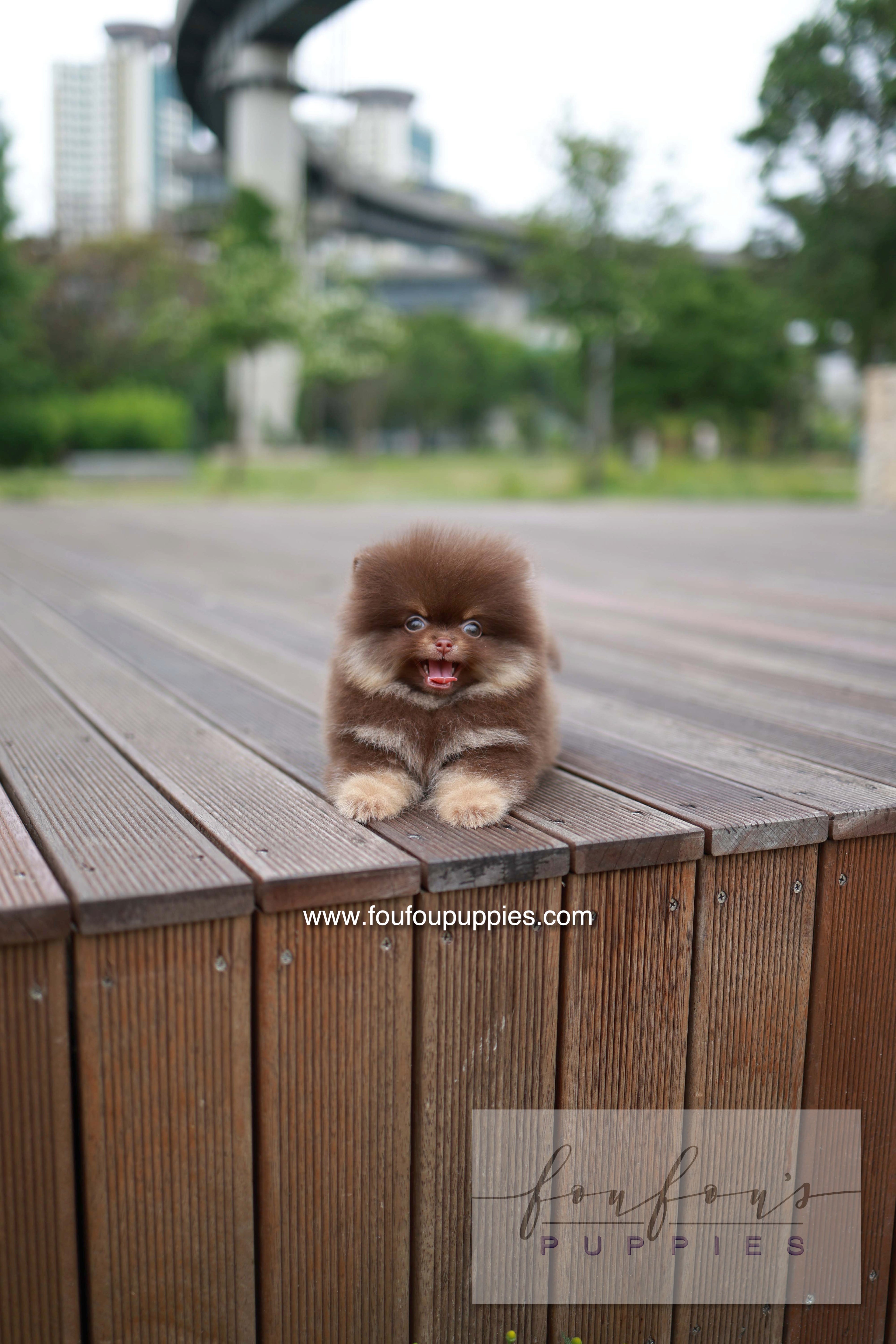 Nemo - Pomeranian M.