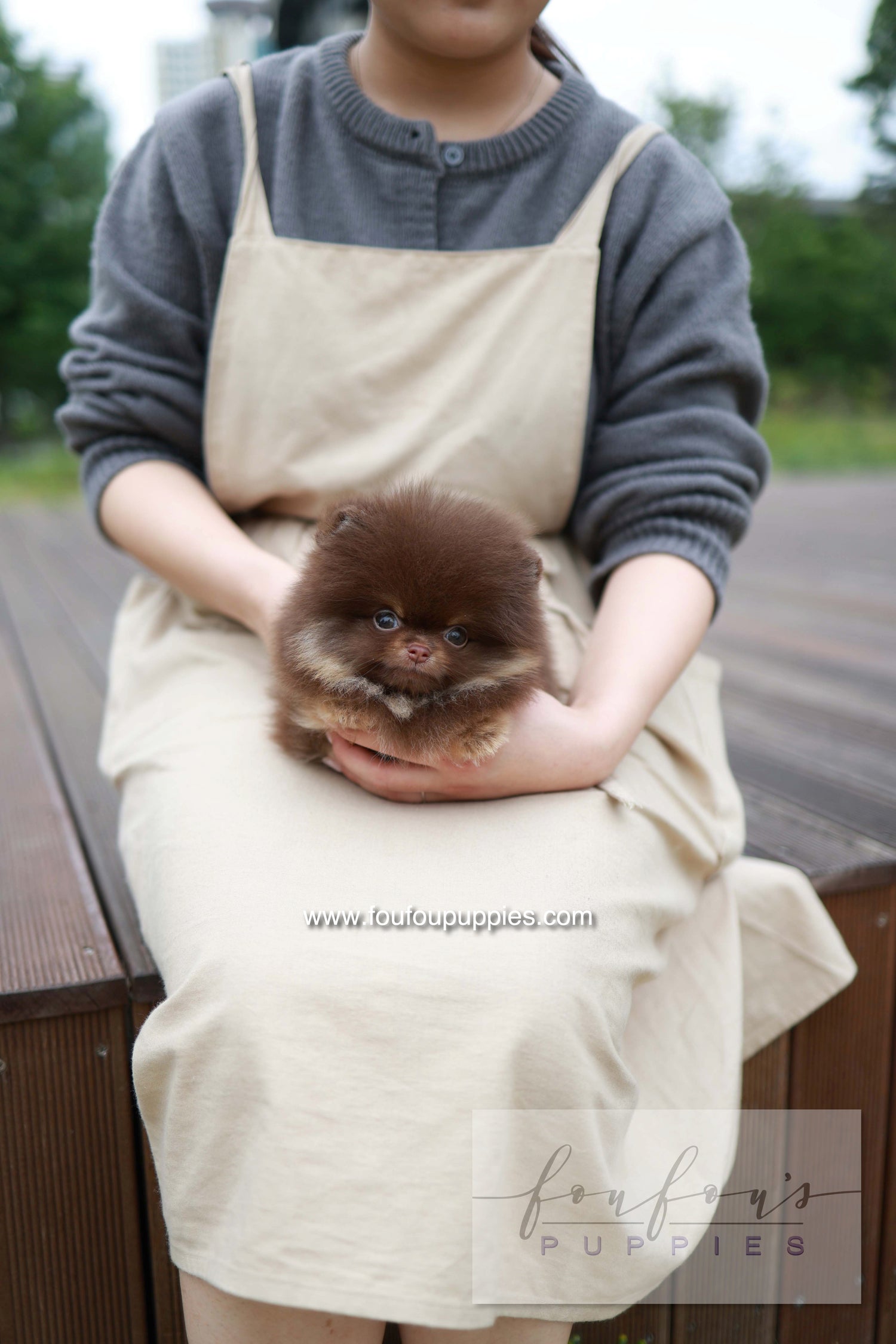 Nemo - Pomeranian M.
