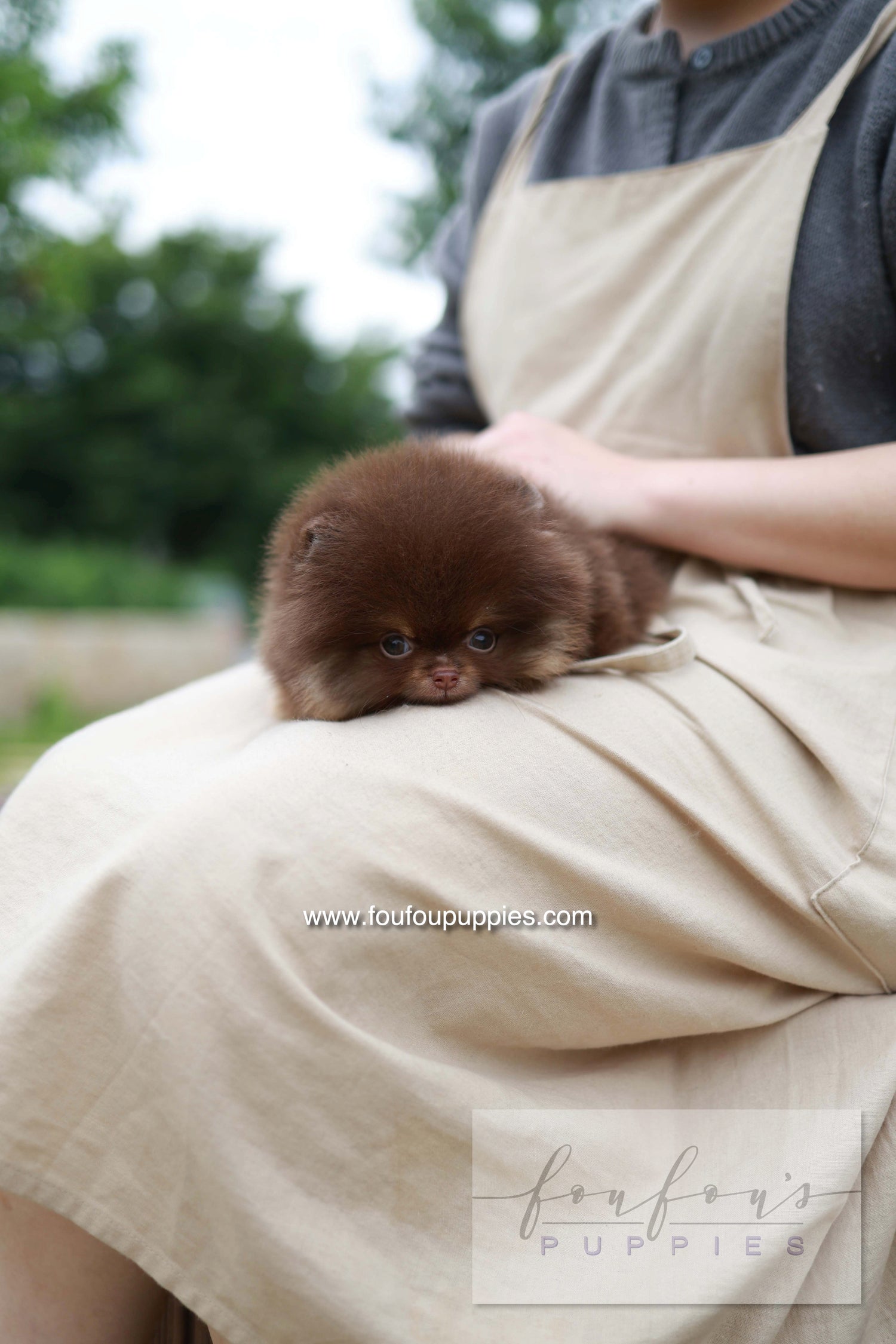 Nemo - Pomeranian M.