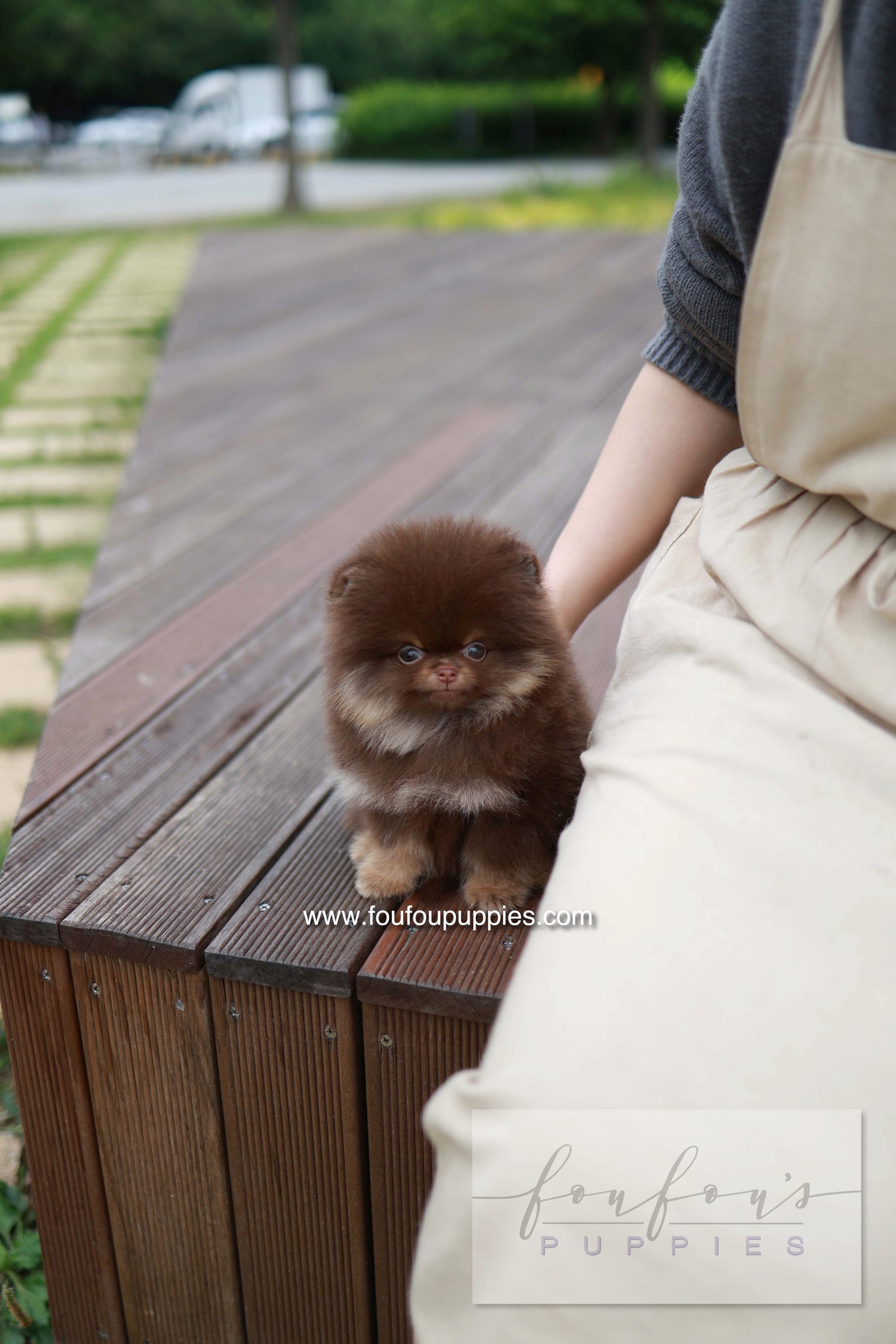 Nemo - Pomeranian M.