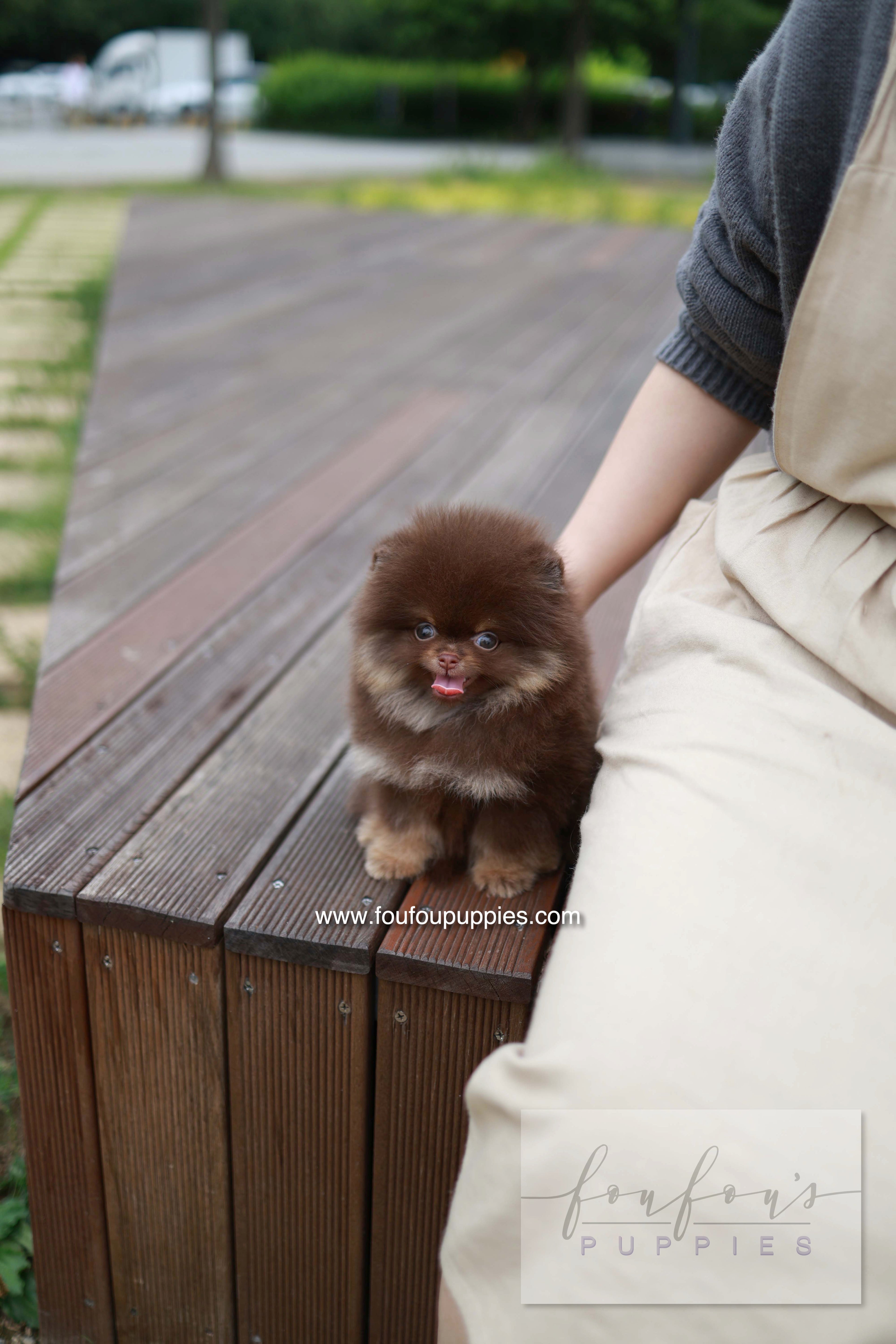 Nemo - Pomeranian M.
