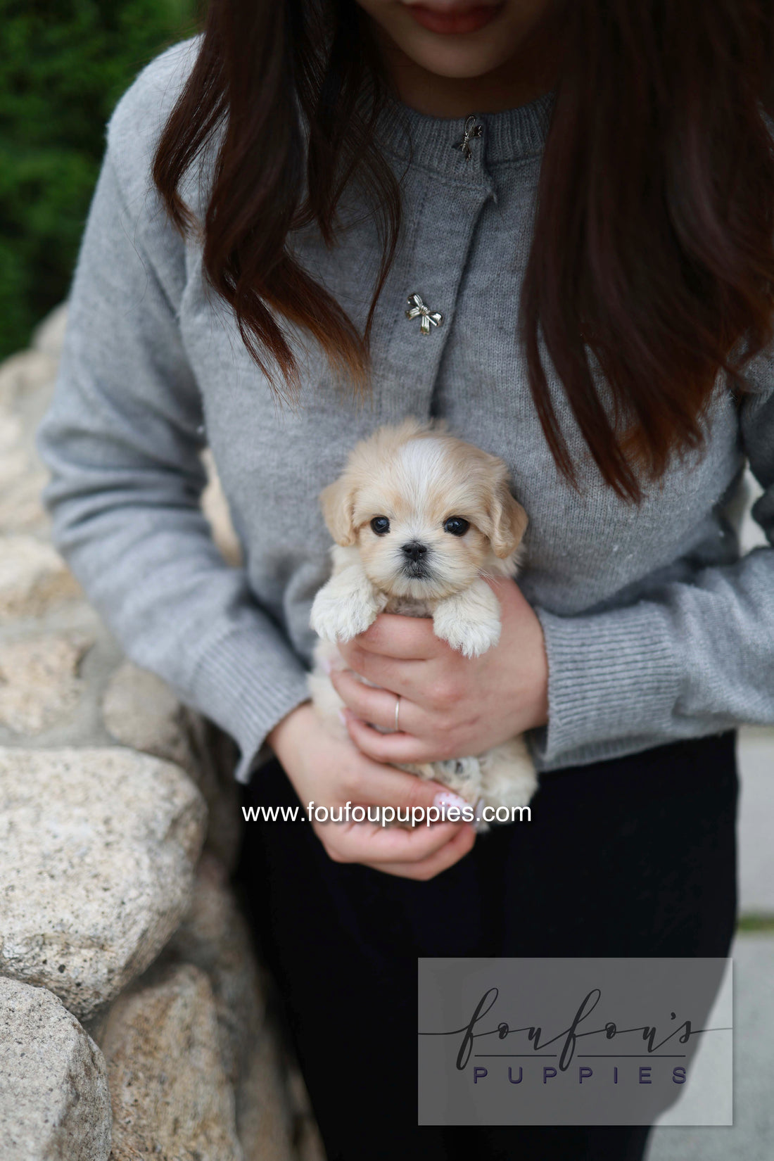 Pixel - Maltipoo M.