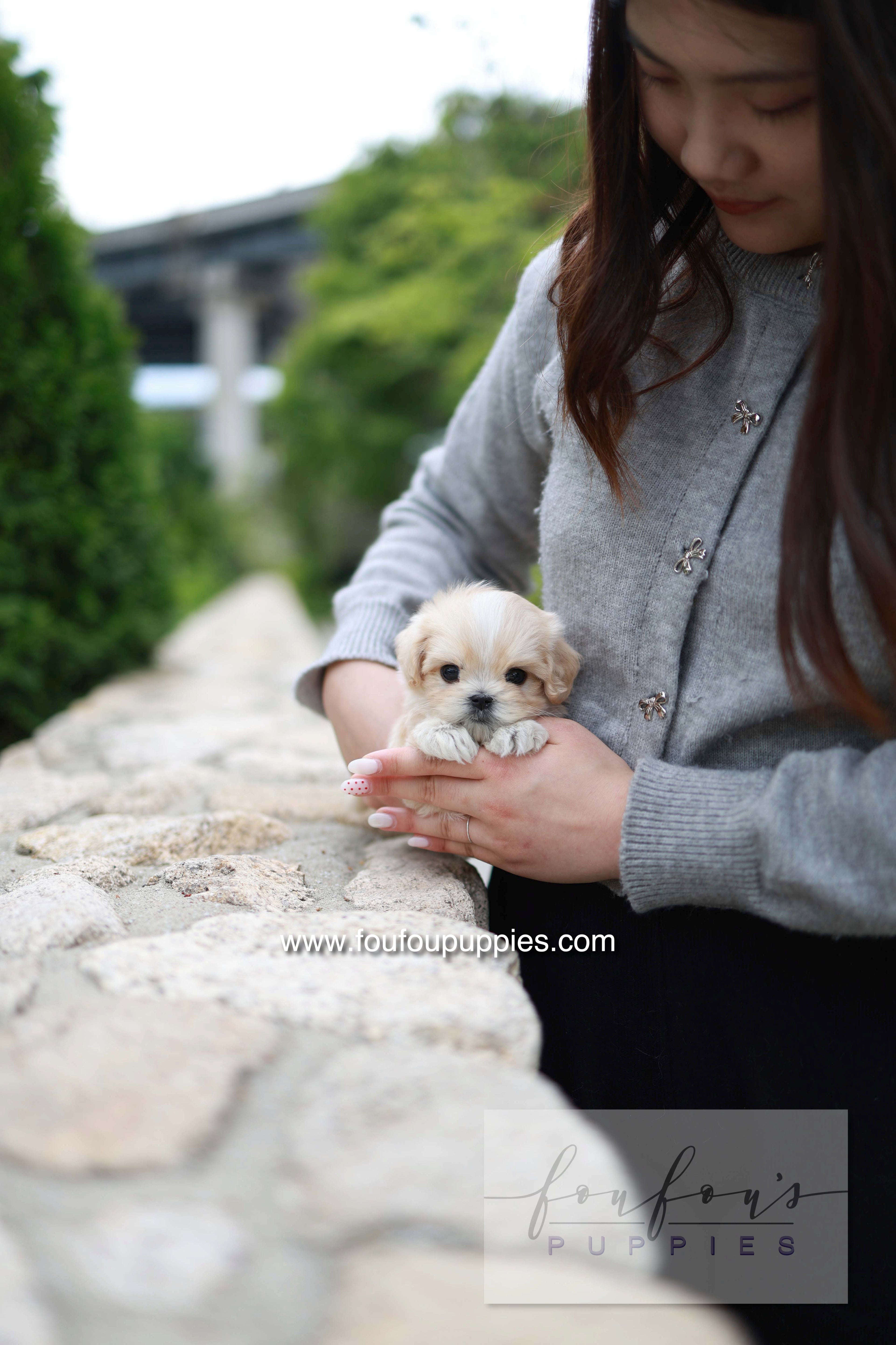 Pixel - Maltipoo M.