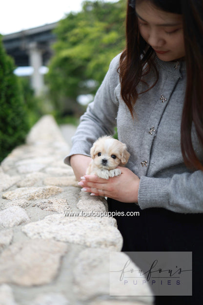 Pixel - Maltipoo M.