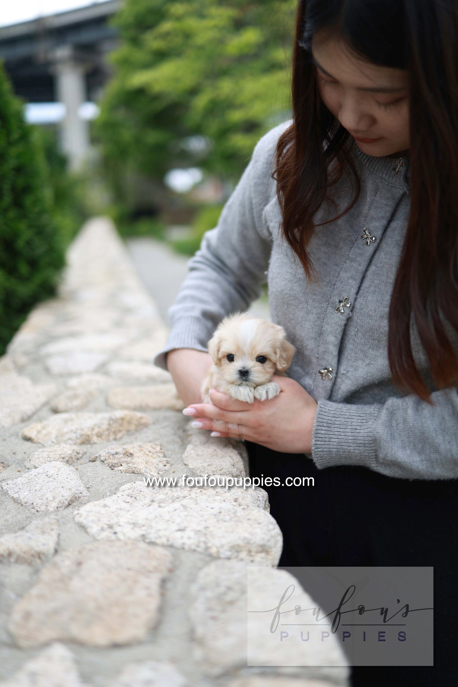 Pixel - Maltipoo M.