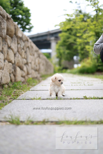 Pixel - Maltipoo M.