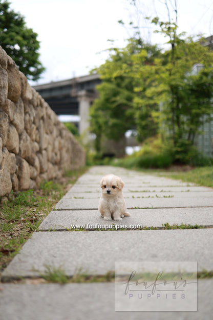 Pixel - Maltipoo M.