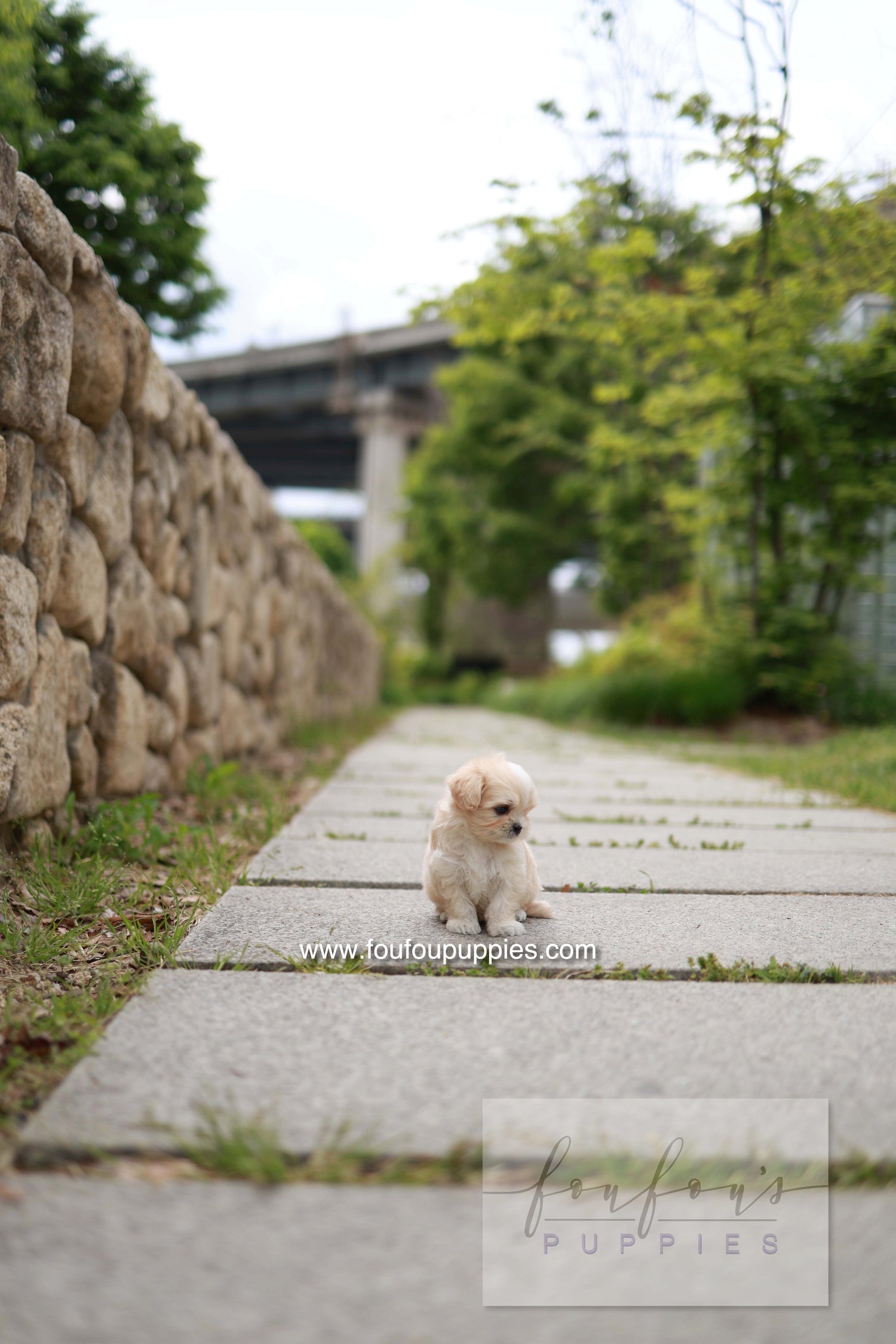 Pixel - Maltipoo M.
