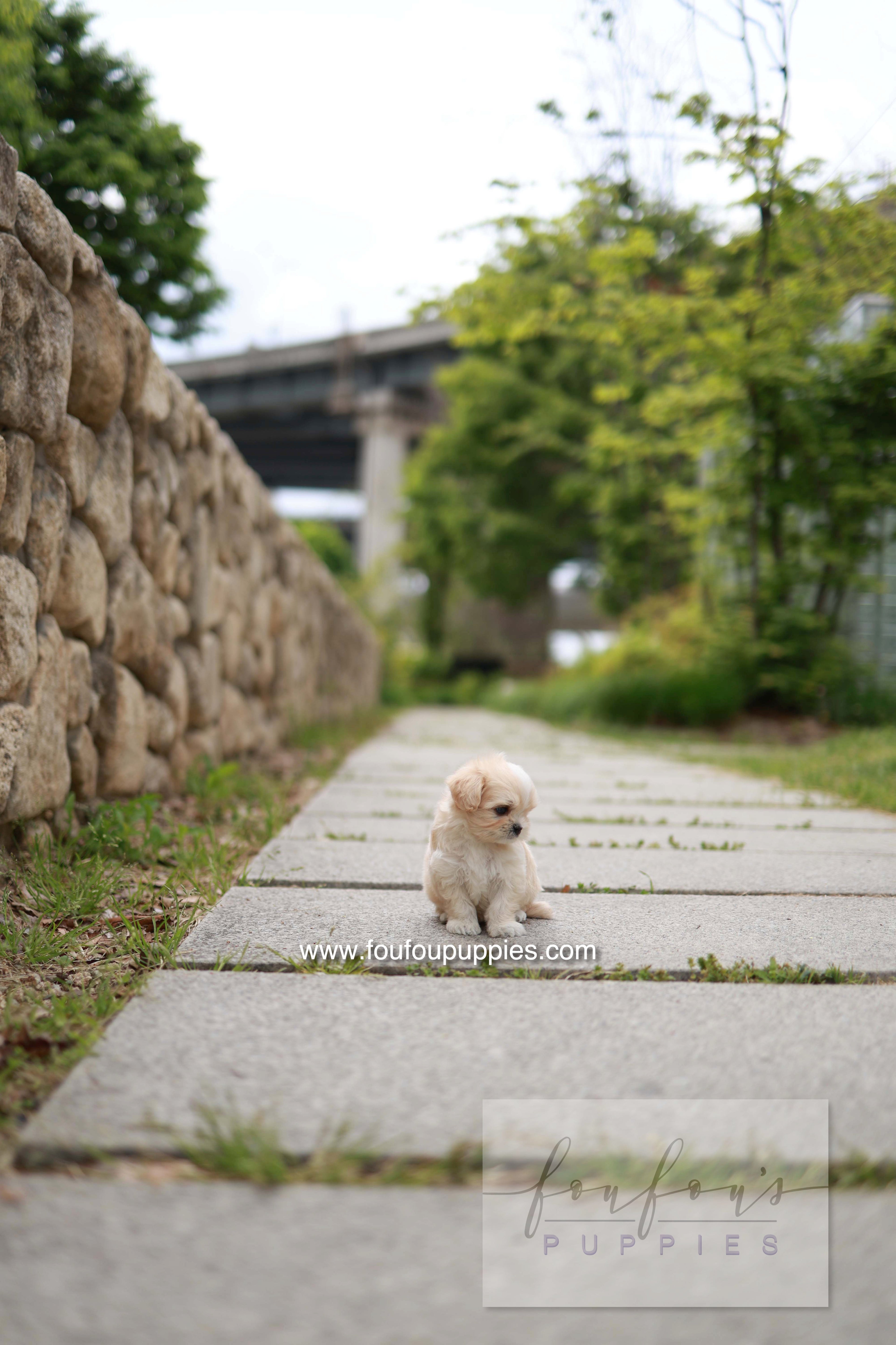 Pixel - Maltipoo M.